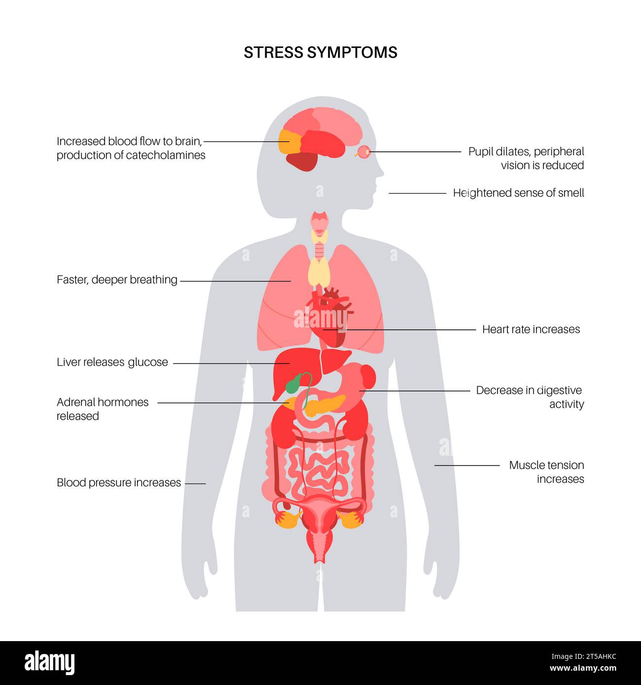 Réponse au stress, illustration Banque D'Images