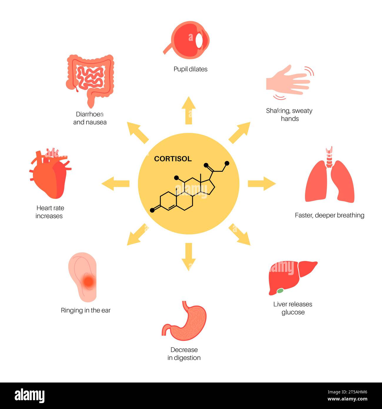 Réponse au stress, illustration Banque D'Images