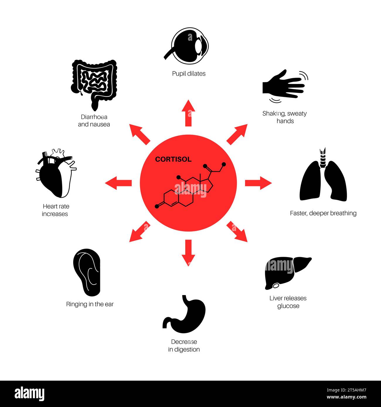Réponse au stress, illustration Banque D'Images