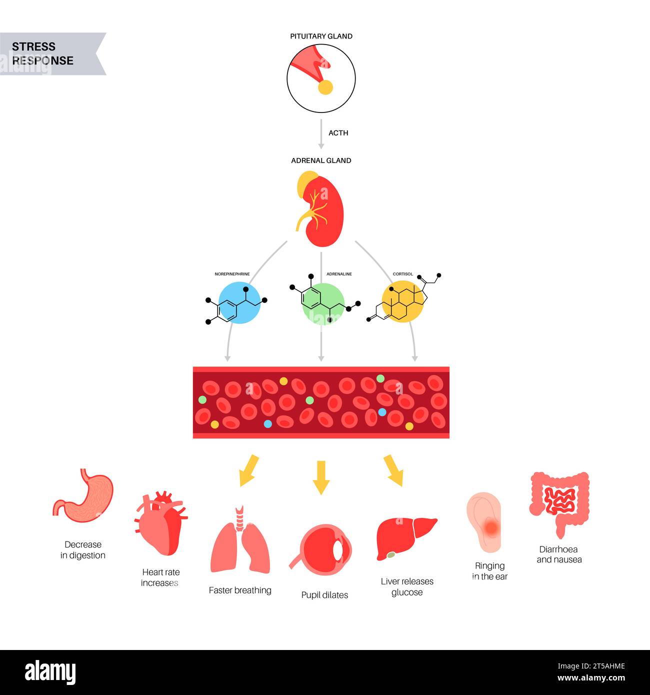 Réponse au stress, illustration Banque D'Images