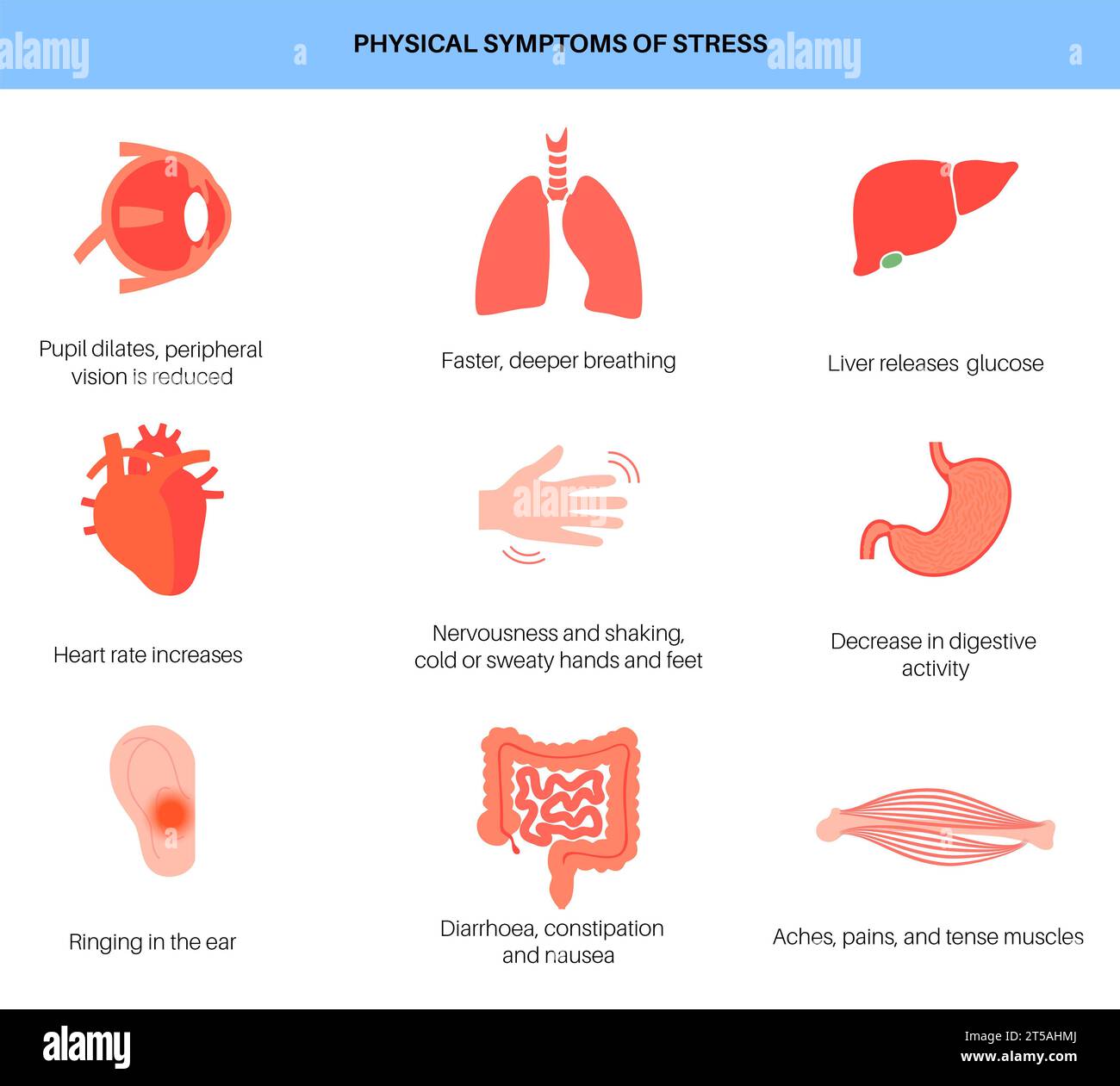 Réponse au stress, illustration Banque D'Images