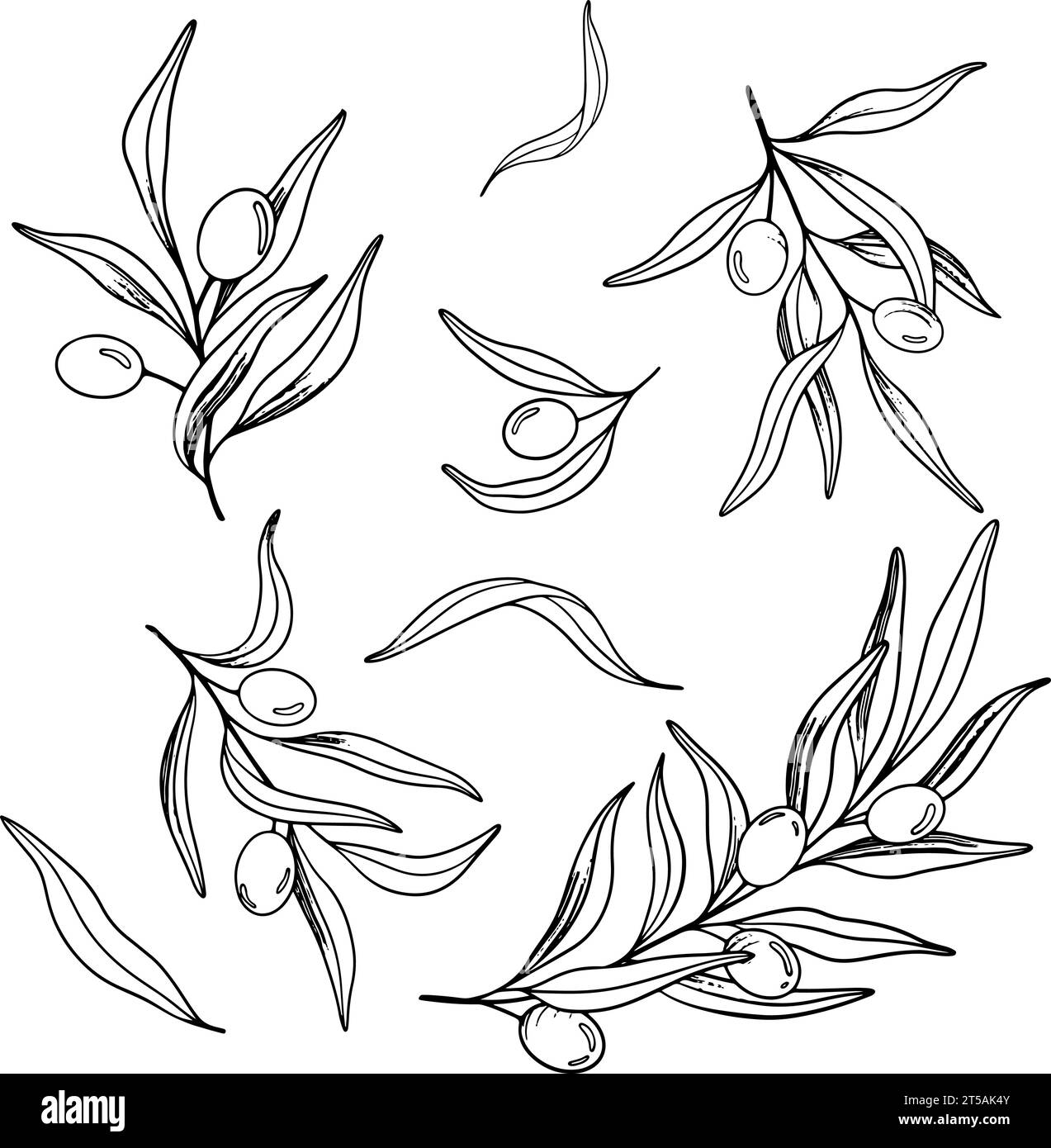 Croquis de branche d'olivier avec des baies et des feuilles. Illustration de dessin vectoriel dessiné à la main. Dessin noir et blanc du symbole de l'Italie ou du grec pour Illustration de Vecteur