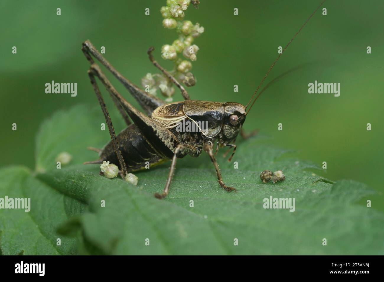 Gros plan naturel sur un grillon mûr Dark-Bush, Pholidoptera griseoaptera dans le jardin Banque D'Images