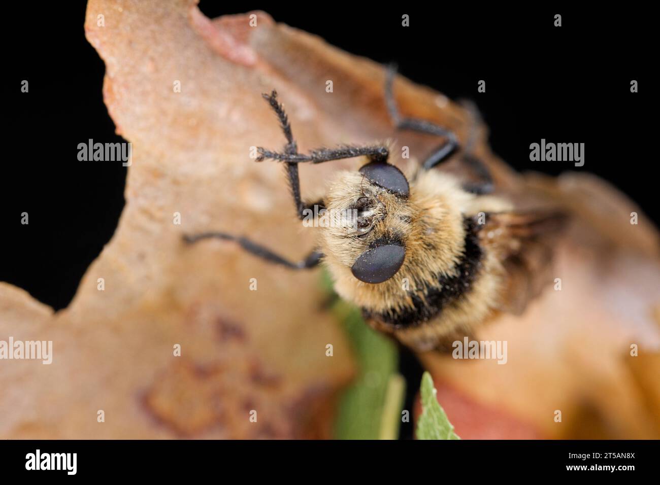 Botfly de l’orignal (Cephenemyia ulrichii) Banque D'Images