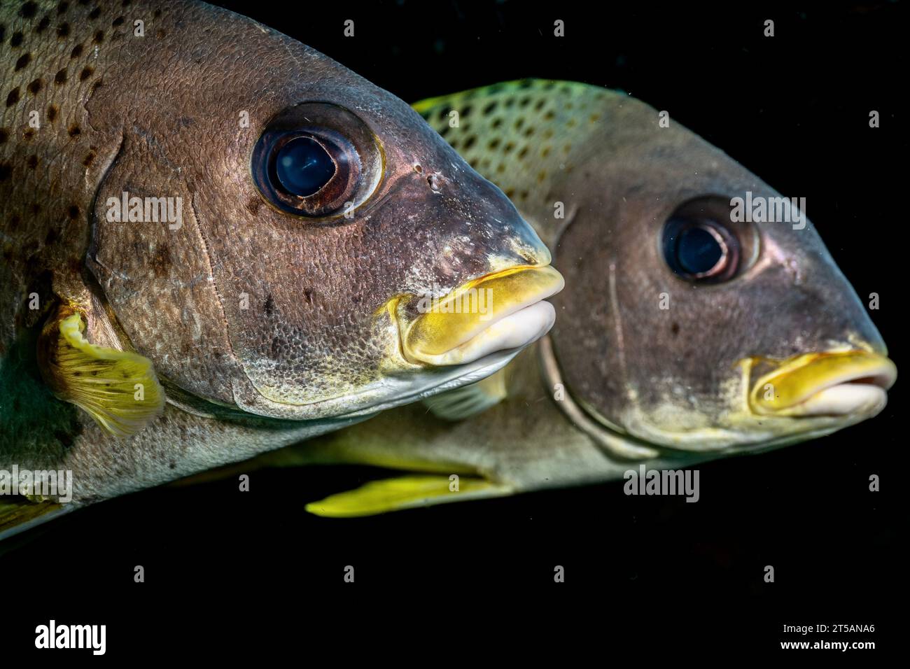 Un plongeur explore les récifs coralliens vibrants au large de la côte de Nosy Be, Madagascar. Les eaux claires de l’océan Indien révèlent un écosystème marin florissant Banque D'Images