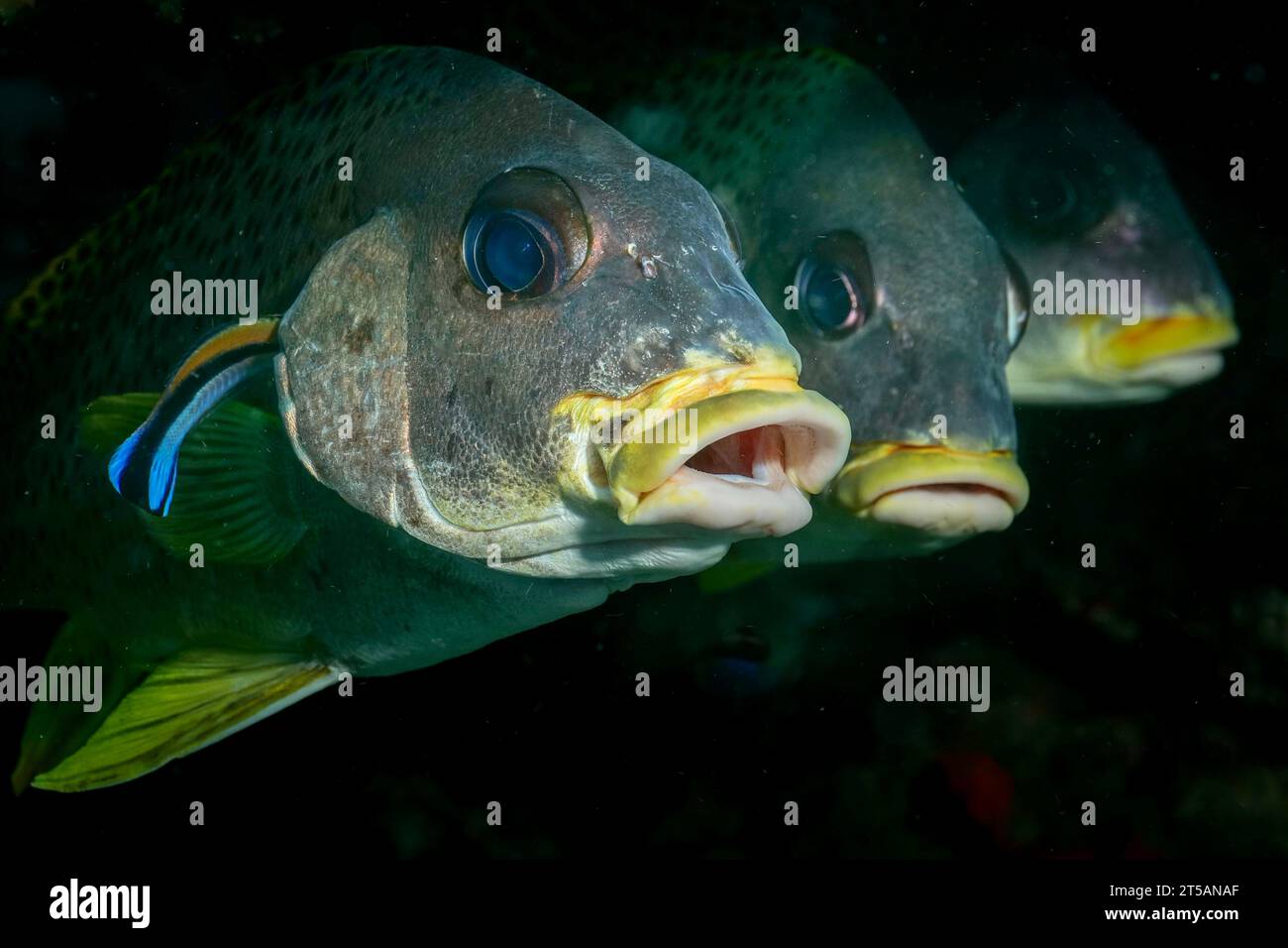 Un plongeur explore les récifs coralliens vibrants au large de la côte de Nosy Be, Madagascar. Les eaux claires de l’océan Indien révèlent un écosystème marin florissant Banque D'Images