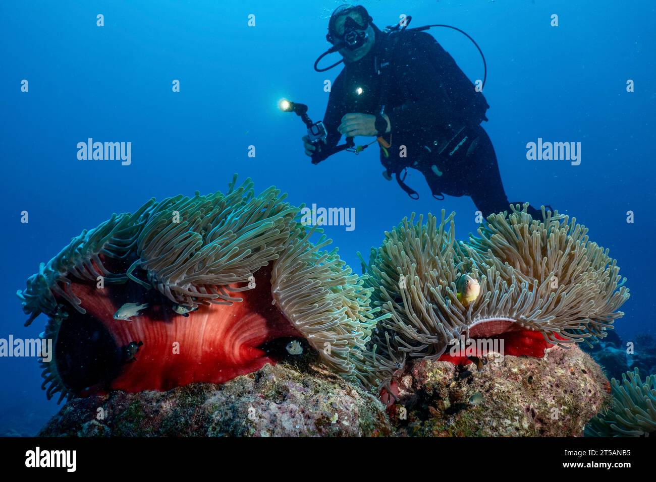 Scubadiving Nosy Be Banque D'Images