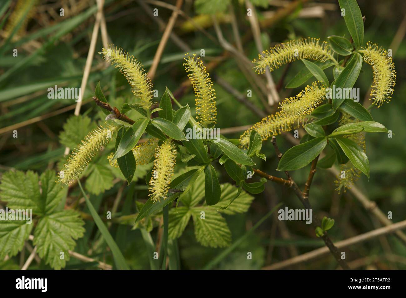Gros plan naturel sur un mâle en fleur Willow blanc, Salix alba avec pollen jaune Banque D'Images