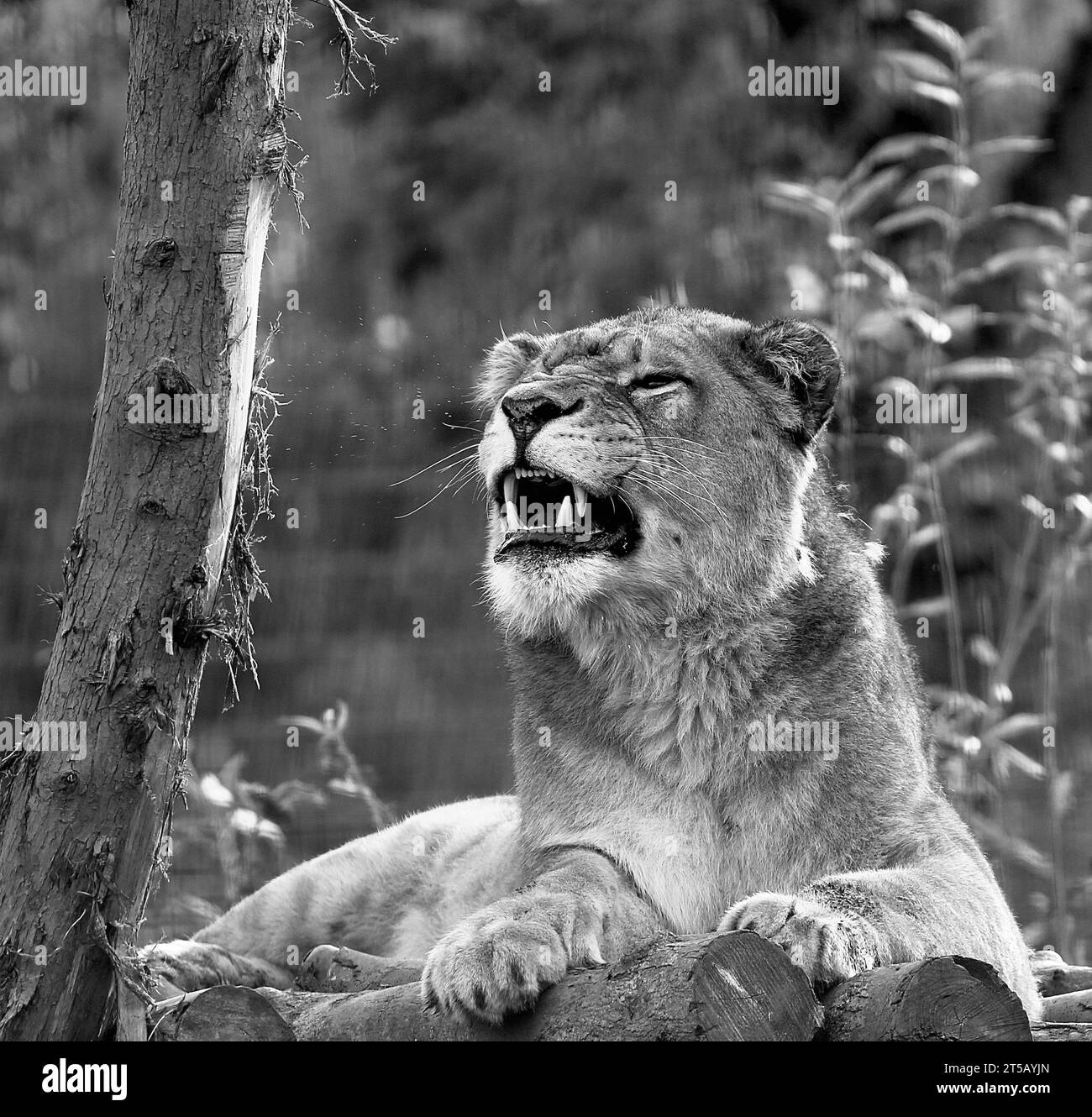 Lionne africaine Banque D'Images