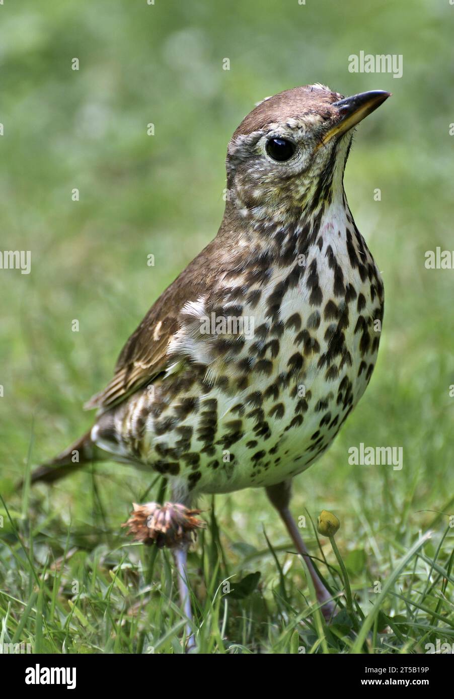 muguet de chant;turdus philomilos;highlands;écosse; Banque D'Images