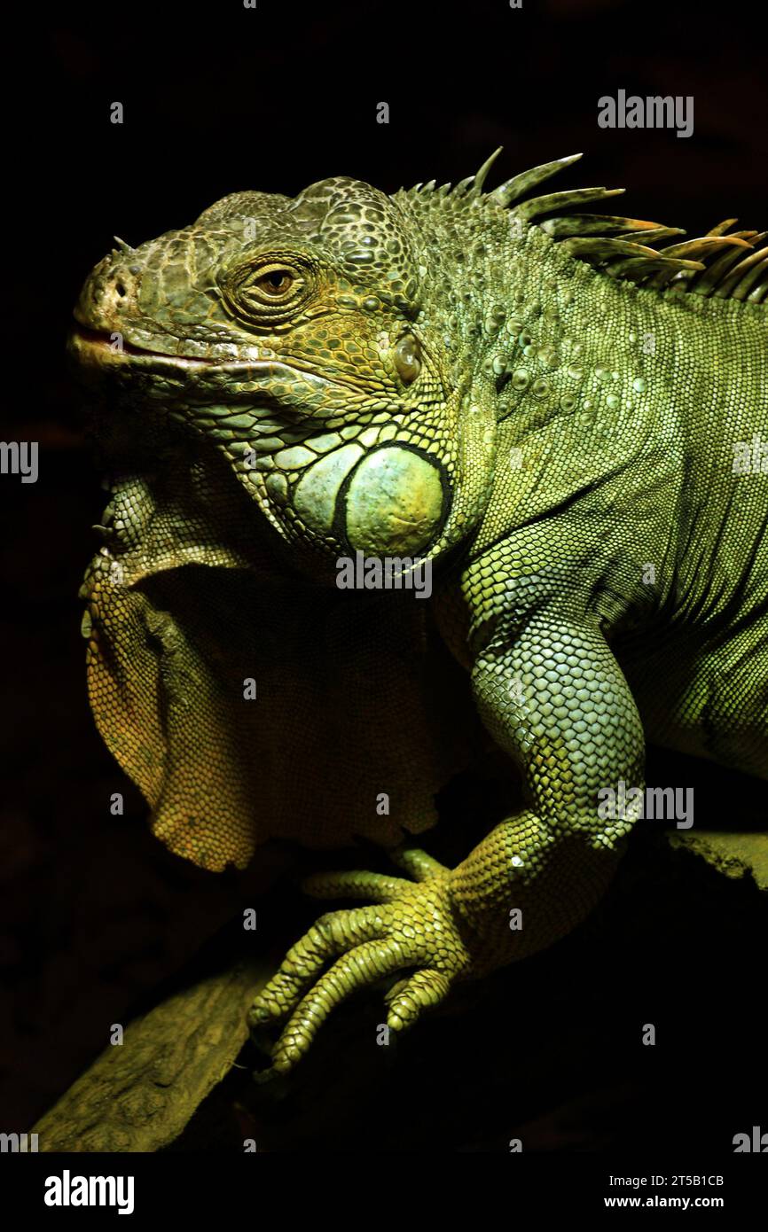 iguane vert ; iguane iguane ; forêts tropicales humides ; terrestre et arboricole ; reptile ; grande échelle arrondie sous le tympan ; queue peut être 3 fois la longueur de Banque D'Images