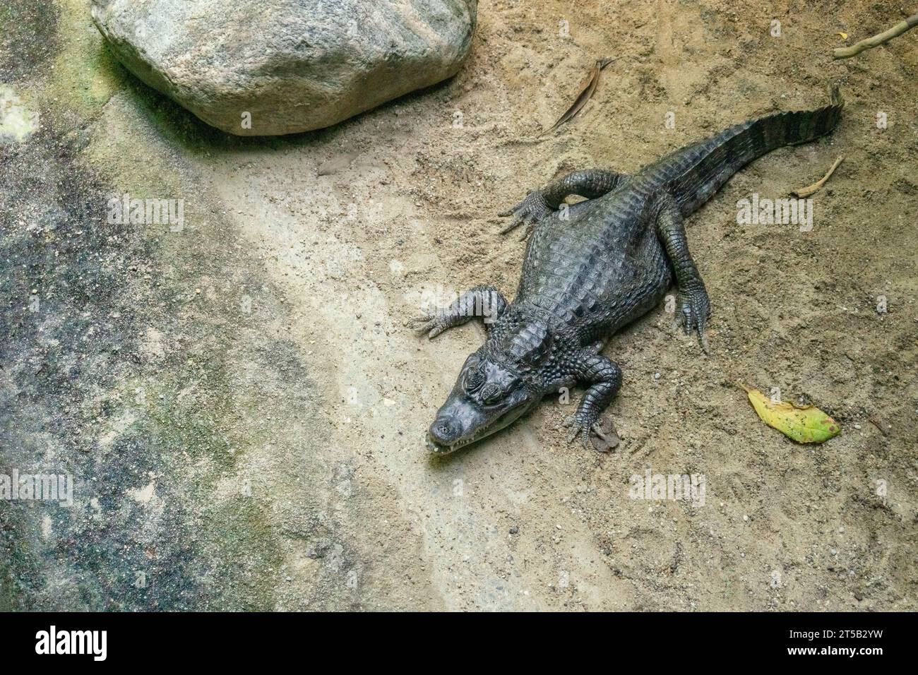 Crocodile sur sable d'en haut. Crocodile couché sur le rivage. Banque D'Images