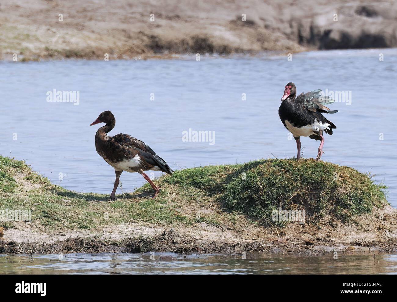 OIE-armée de Gambie, Plectropterus gambensis, tüskésszárnyú lúd, Sporngans, OIE-armée de Gambie, parc national de Hwange, Zimbabwe, Afrique Banque D'Images