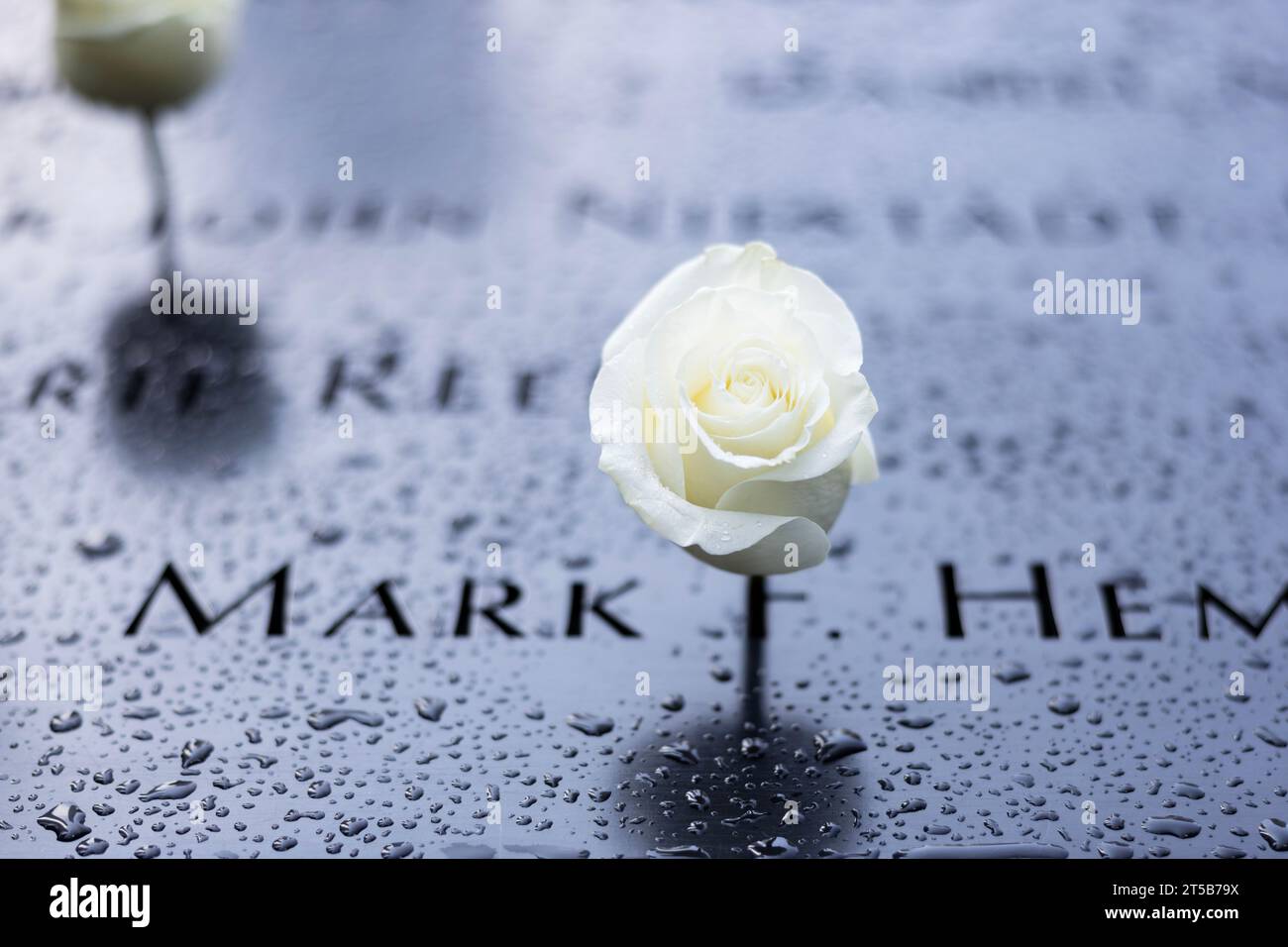 Une rose placée au Mémorial du 9/11 septembre après une matinée pluvieuse à New York. Banque D'Images