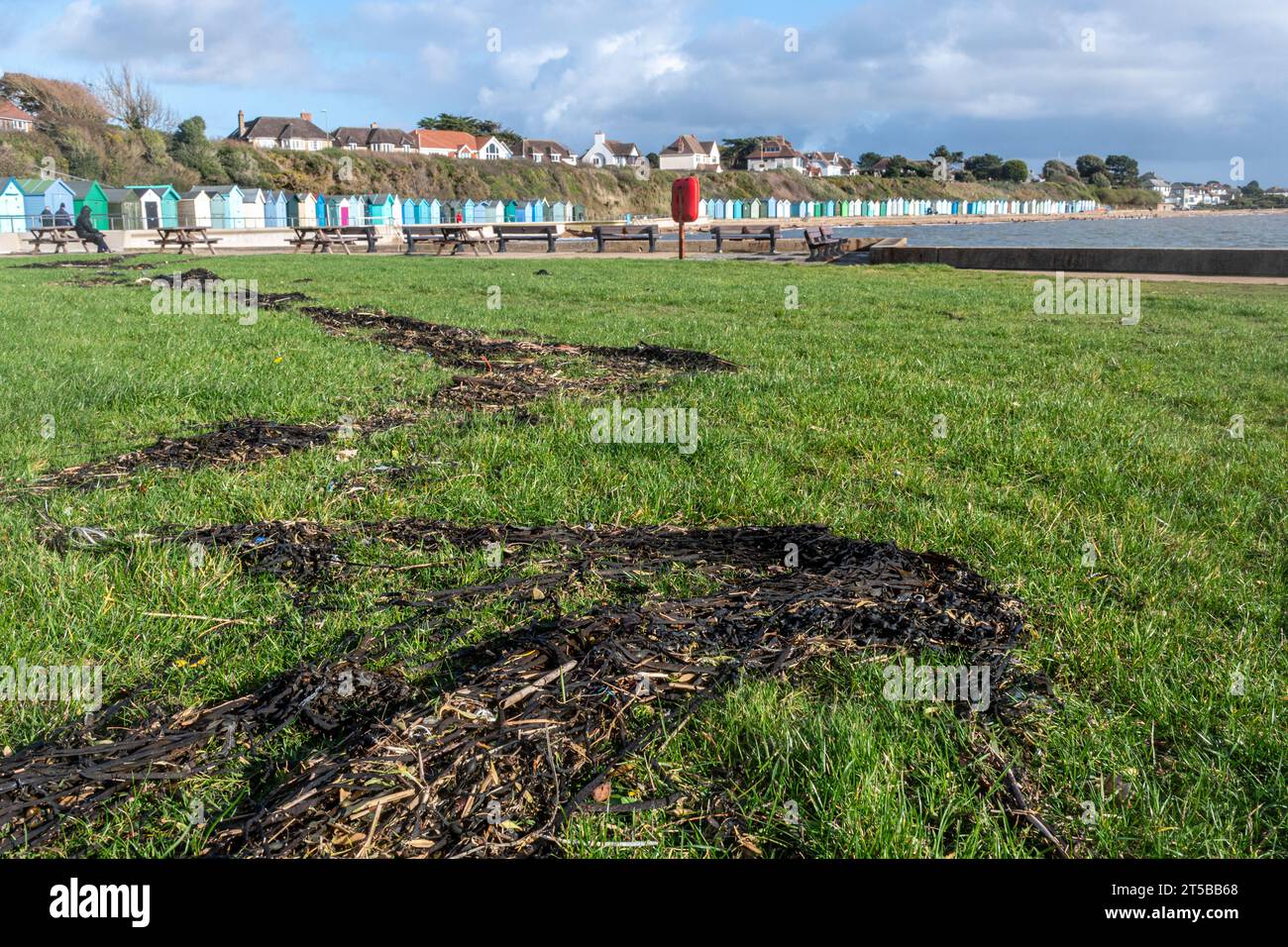 La tempête Ciaran a frappé la côte sud de l'Angleterre au début de novembre 2023 avec des vents forts et de fortes pluies, causant des inondations localisées et des dégâts matériels. 3 novembre 2023, un jour après la tempête d'automne sur la plage de Hill Head près de Fareham, Hampshire, Angleterre, Royaume-Uni, où l'eau de mer est venue sur la digue, des algues et des débris peuvent être vus sur l'herbe près de la plage. Banque D'Images