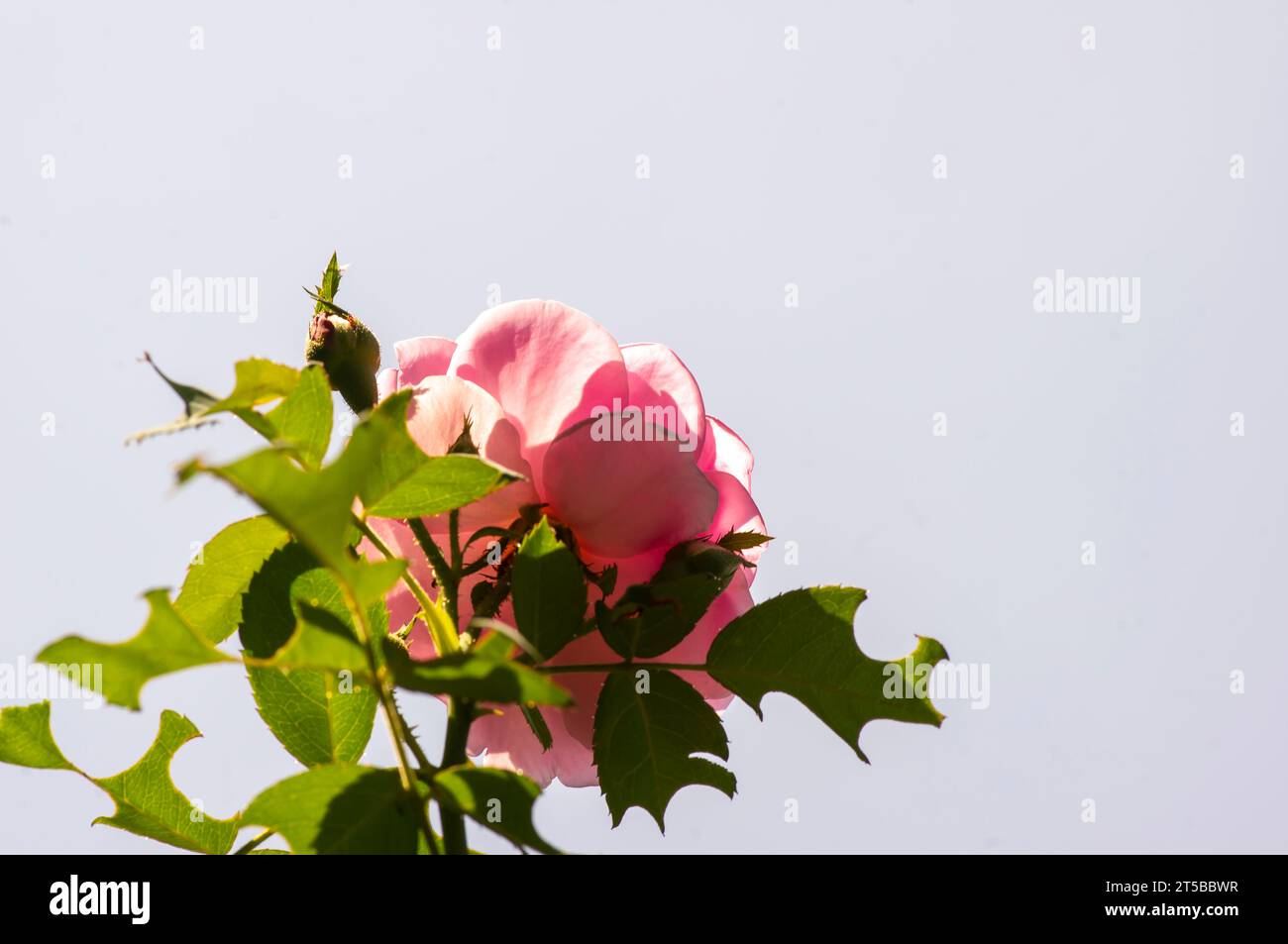 Bourgeons roses (Rosa rubiginosa) avec arrière-plan flou, peu focalisés. Banque D'Images