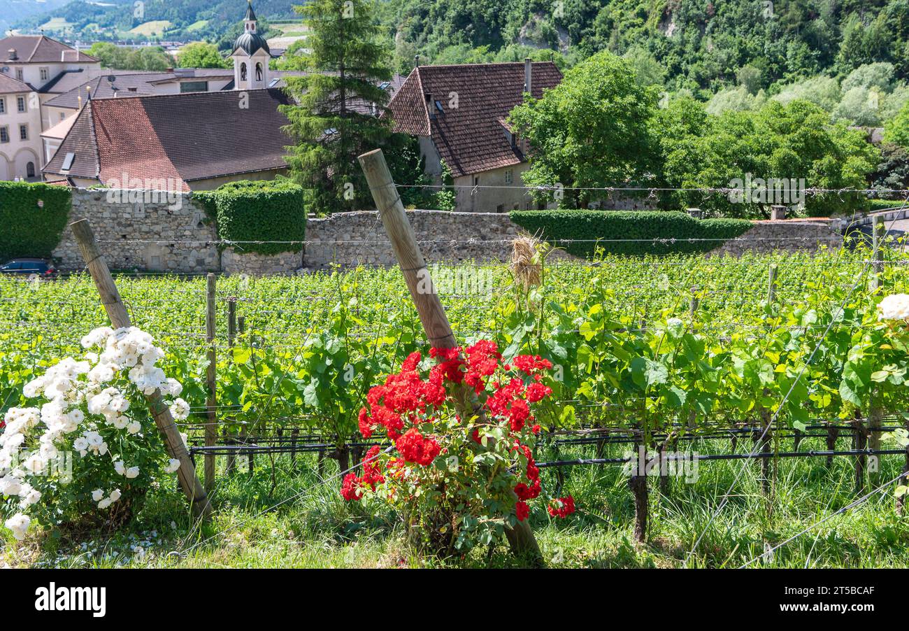 Un rosier blanc et rouge pousse dans un vignoble, Tyrol du Sud, Trentin-Haut-Adige, nord de l'Italie Banque D'Images