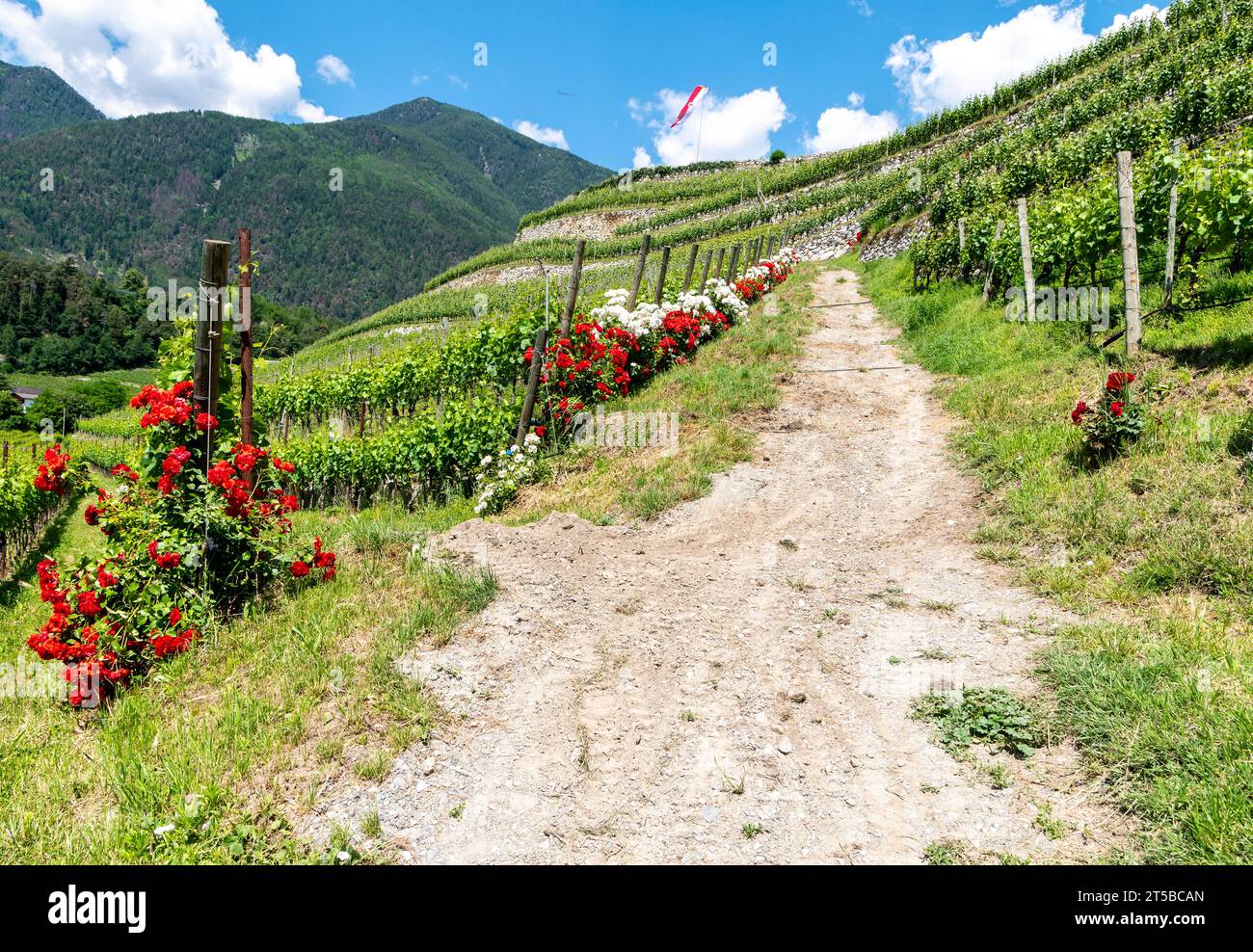 Un rosier blanc et rouge pousse dans un vignoble, Tyrol du Sud, Trentin-Haut-Adige, nord de l'Italie Banque D'Images