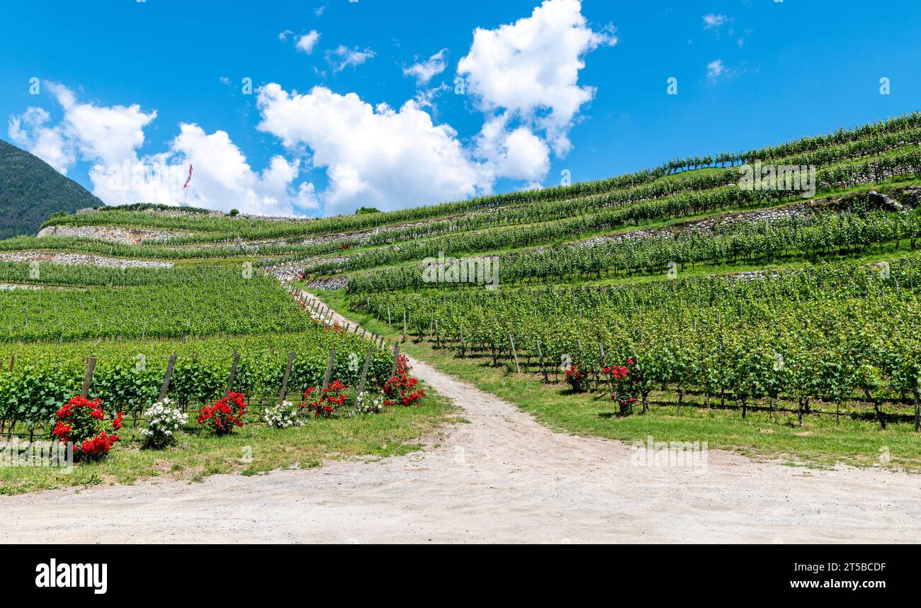 Un rosier blanc et rouge pousse dans un vignoble, Tyrol du Sud, Trentin-Haut-Adige, nord de l'Italie Banque D'Images