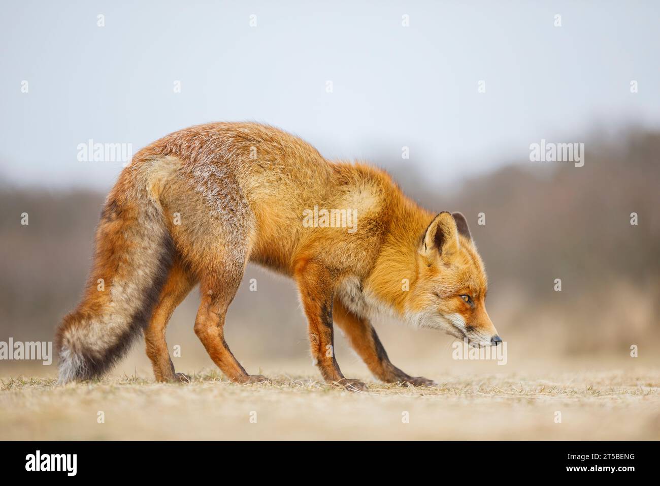 Renard rouge, Vulpes vulpes ; pays-Bas, Hollande Banque D'Images