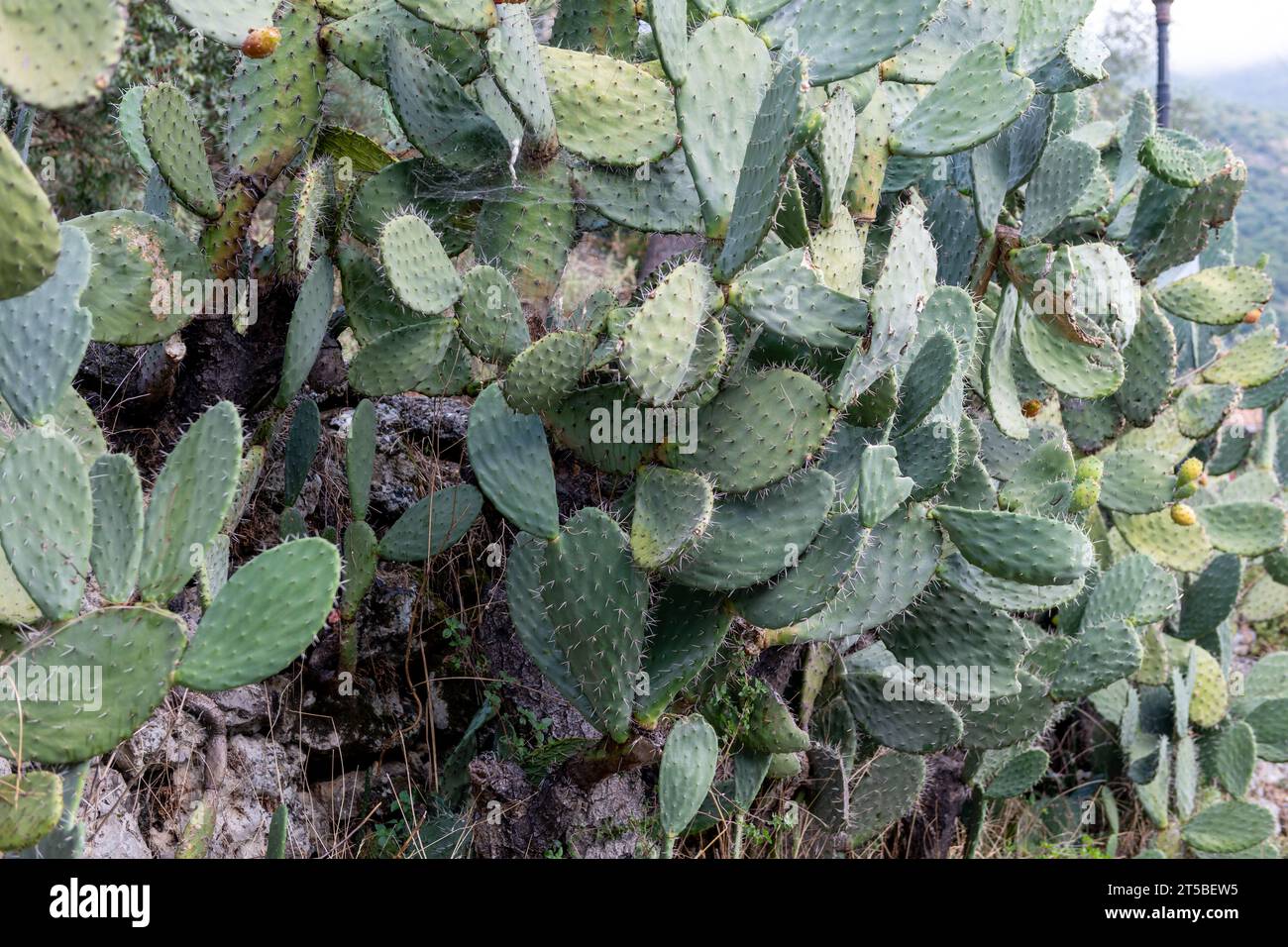 Une vue générale d'une plante de cactus de poire de Barbarie sauvage. Banque D'Images