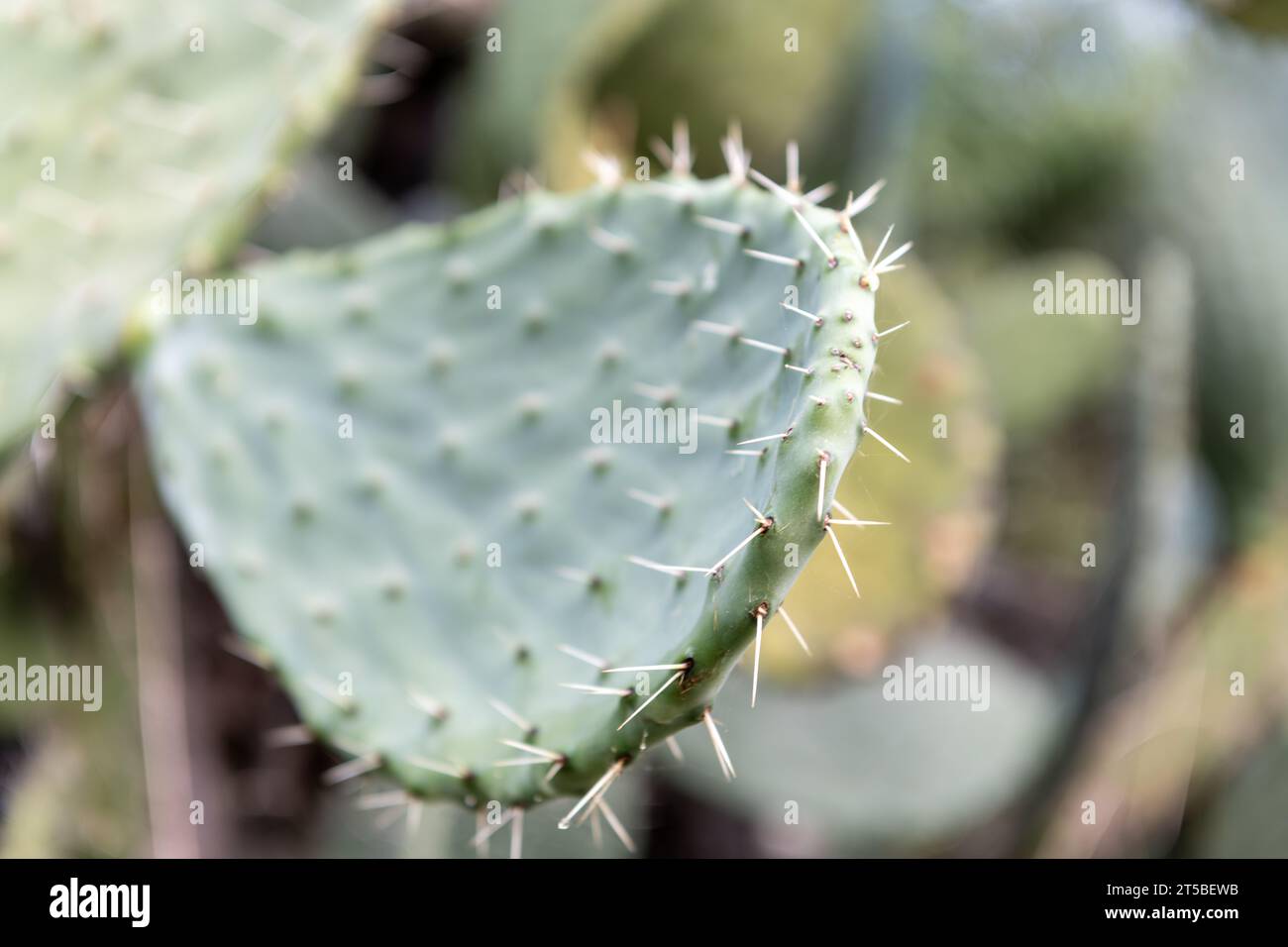 Gros plan des pointes, épines sur le cactus de la poire de Barbarie. Banque D'Images