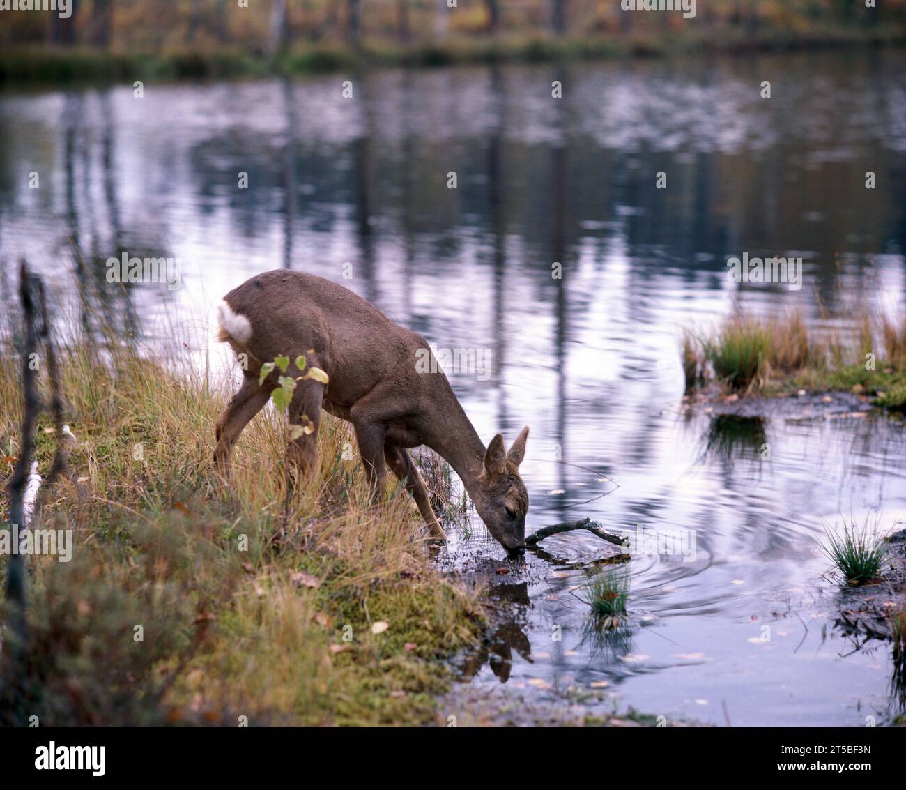 Pologne. Roe Deer buvant du lac. (Capreolus capreolus) Banque D'Images