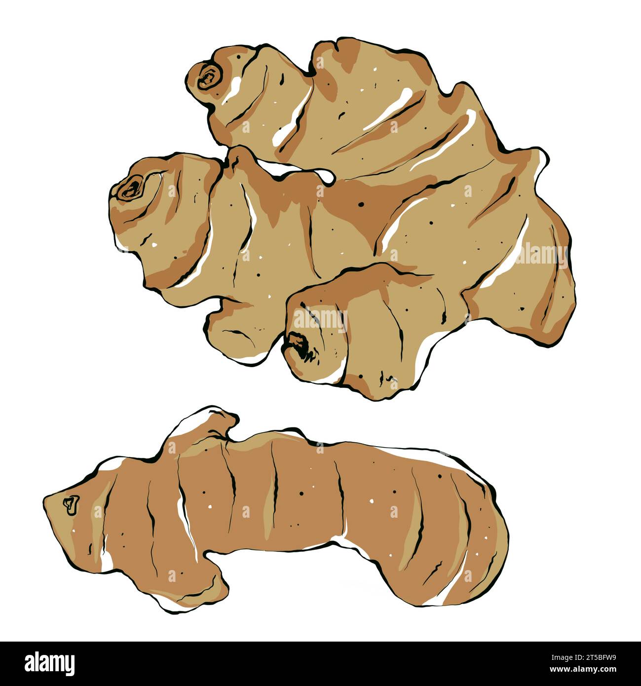 Gingembre, épice aromatique. Illustration de nourriture dessinée à la main dans le style de croquis Banque D'Images