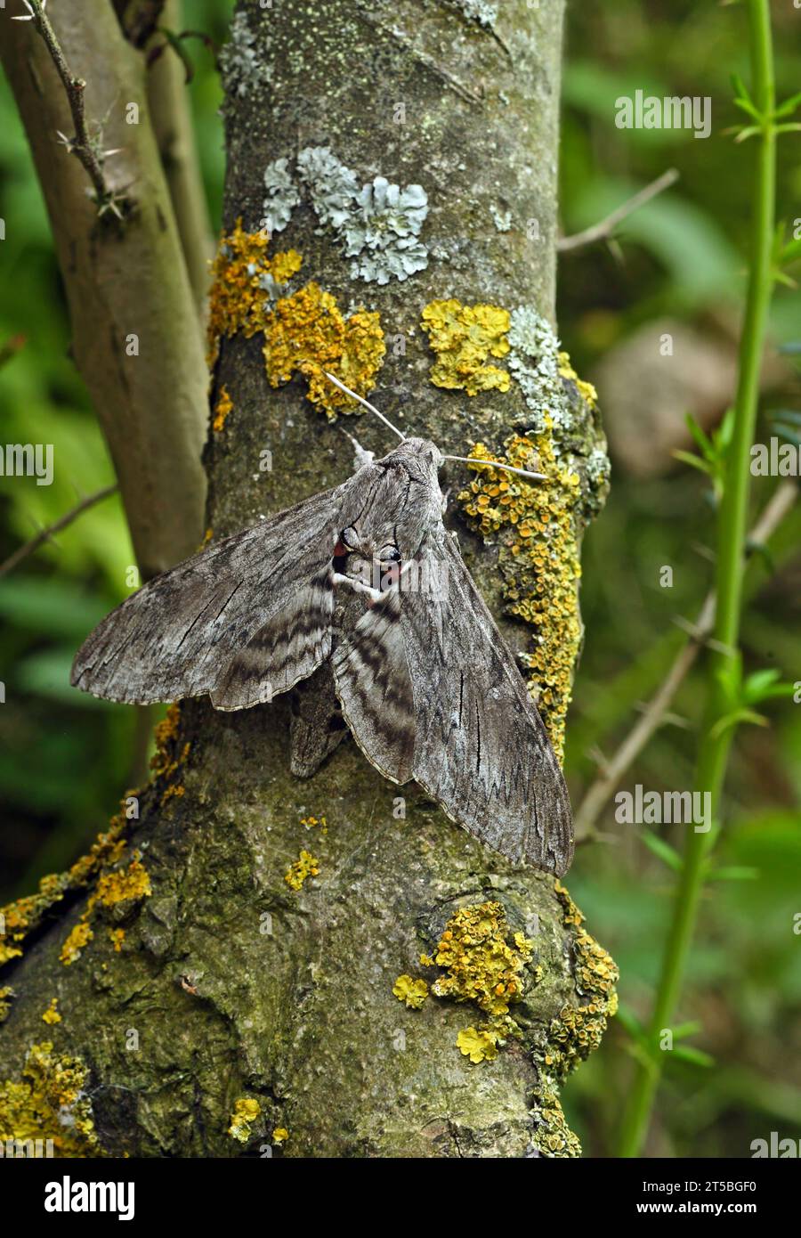 Convolvulus faucon (Agrius convolvuli) adulte au repos sur le tronc d'arbre Eccles-on-Sea, Norfolk, Royaume-Uni. Août Banque D'Images
