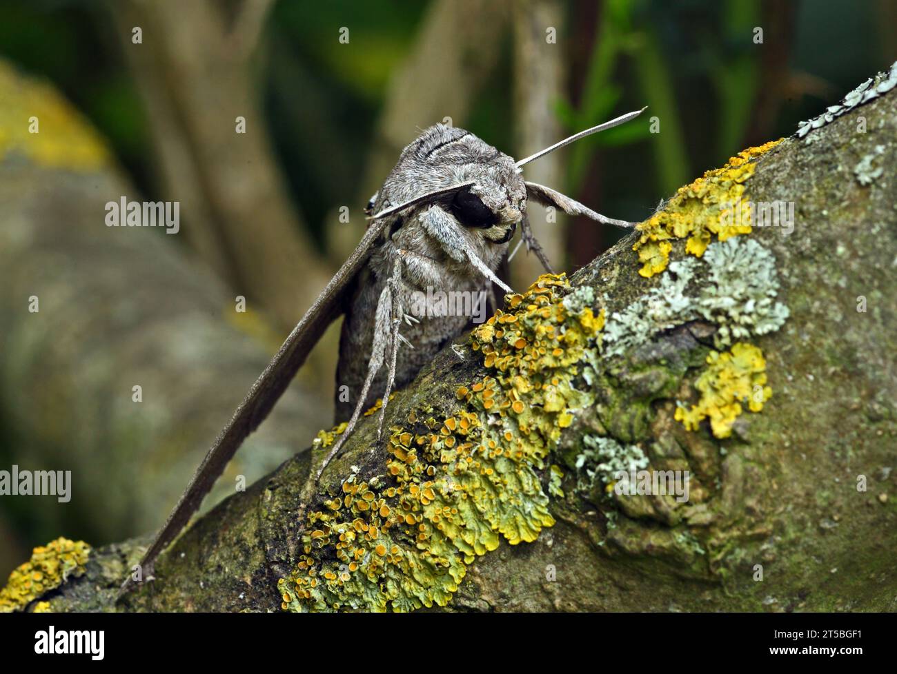 Convolvulus faucon (Agrius convolvuli) gros plan d'adulte au repos sur le tronc d'arbre Eccles-on-Sea, Norfolk, Royaume-Uni. Août Banque D'Images