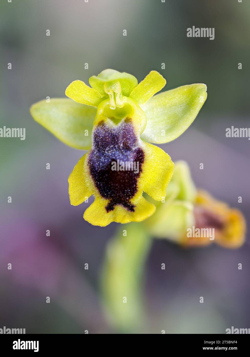 Petite abeille-orchidée jaune Banque D'Images