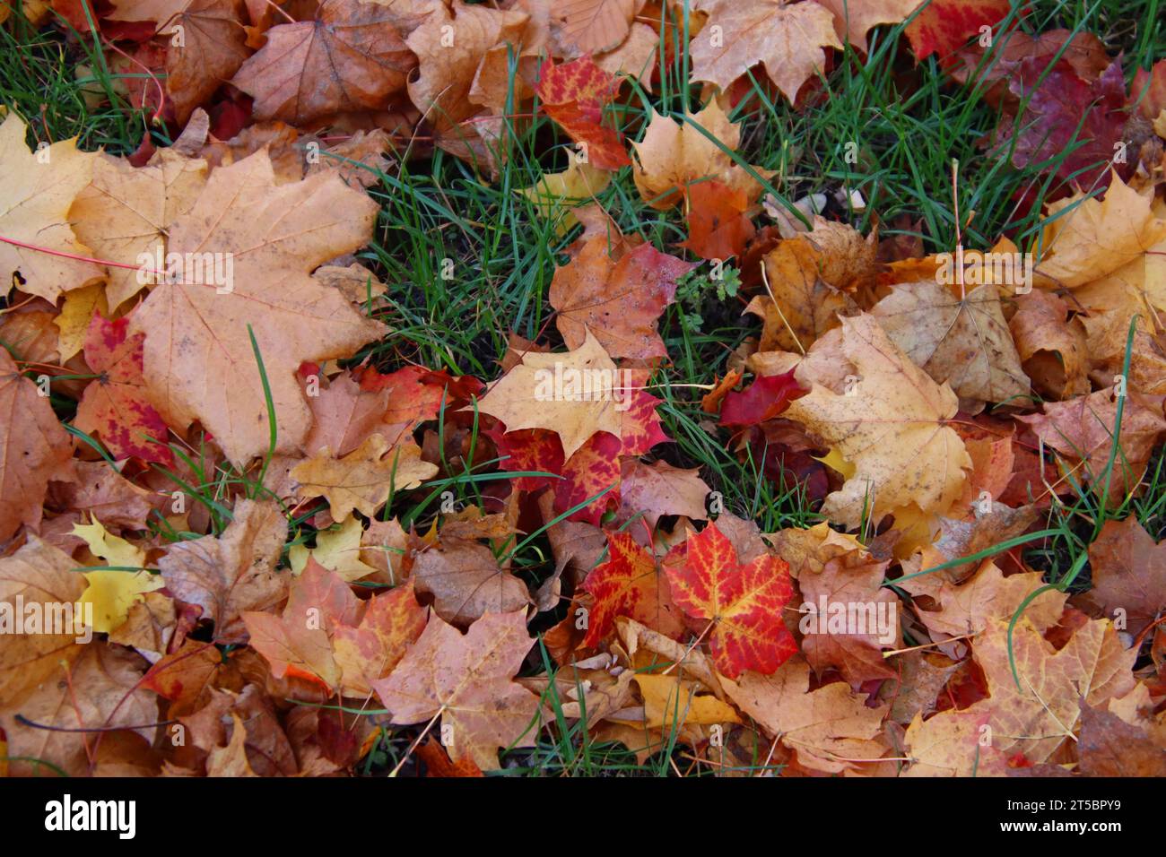 Herbst : Buntes Laub liegt auf einem Rasen. *** Les feuilles colorées d'automne reposent sur une pelouse crédit : Imago/Alamy Live News Banque D'Images