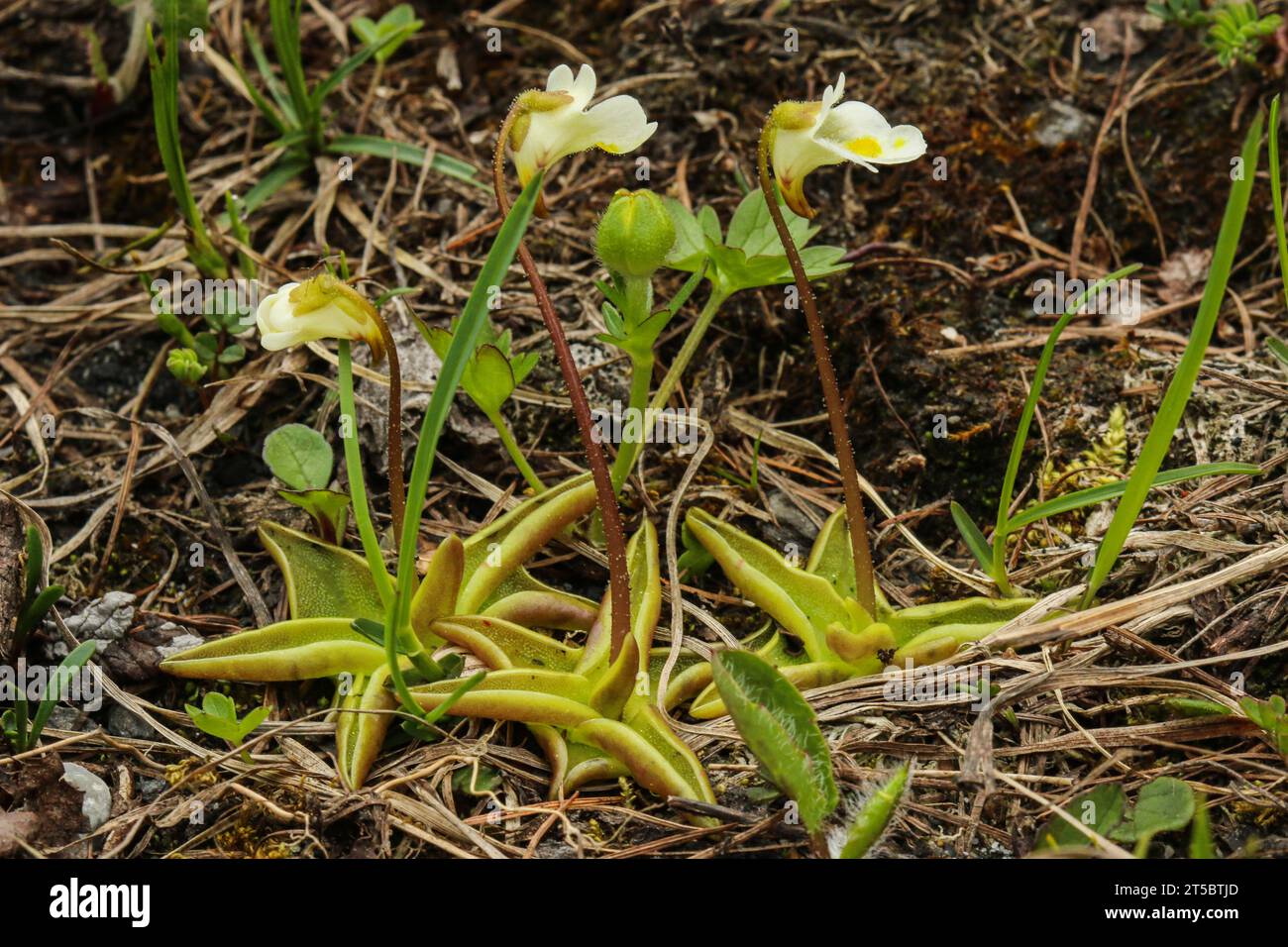 La poire de beurre (Pinguicula alpina) est une plante carnivore arctique et alpine Banque D'Images
