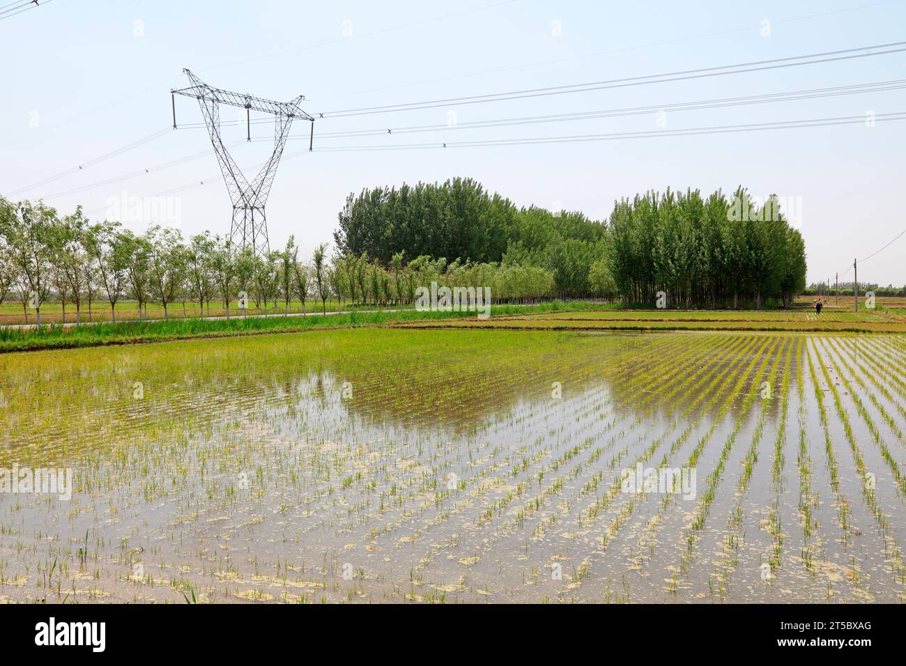 Semis de riz plantés Banque D'Images