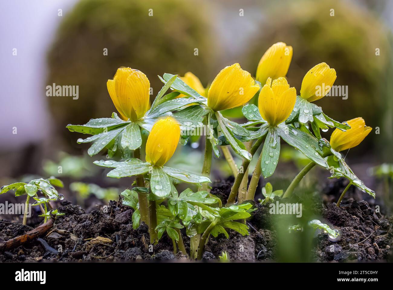 Bourgeons d'aconite hivernale (Eranthis hyemalis) recouverts de gouttes de pluie Banque D'Images