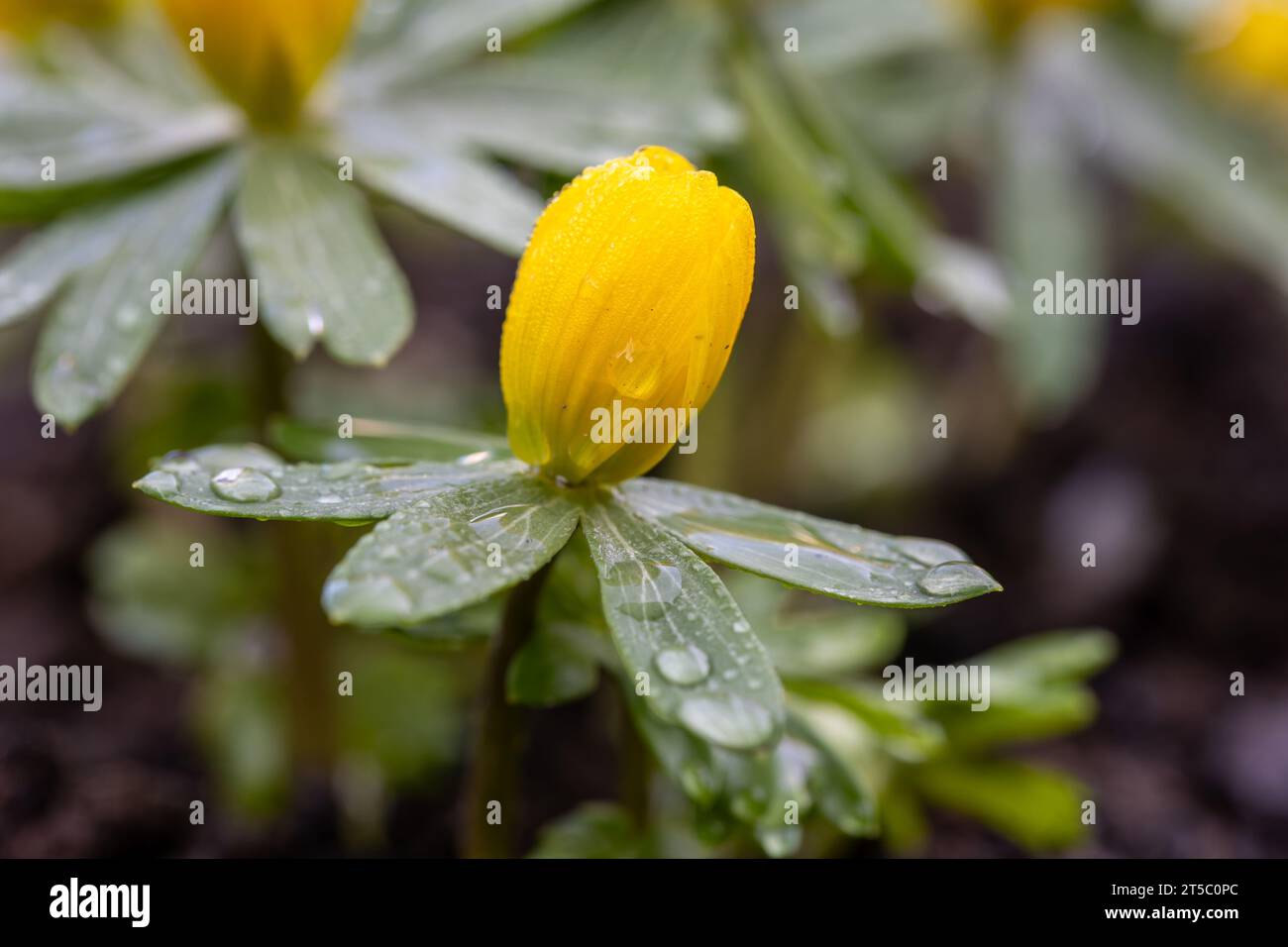 Un bourgeon d'aconite hivernale (Eranthis hyemalis) court avant la floraison couvert de gouttes de pluie Banque D'Images