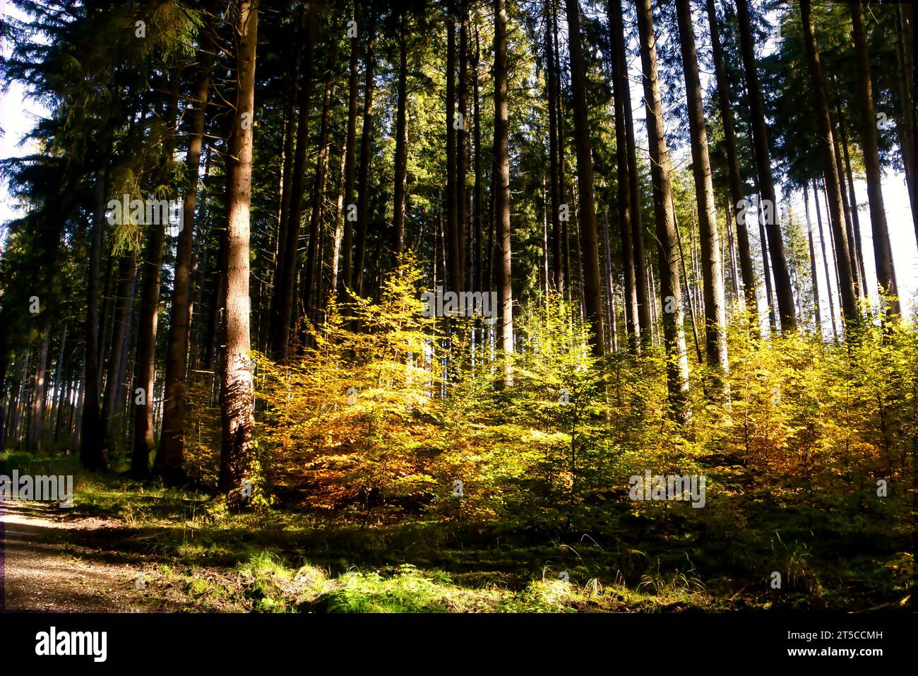 paysage d'automne dans une forêt en bavière - allemagne. Endroit populaire pour les loisirs Banque D'Images