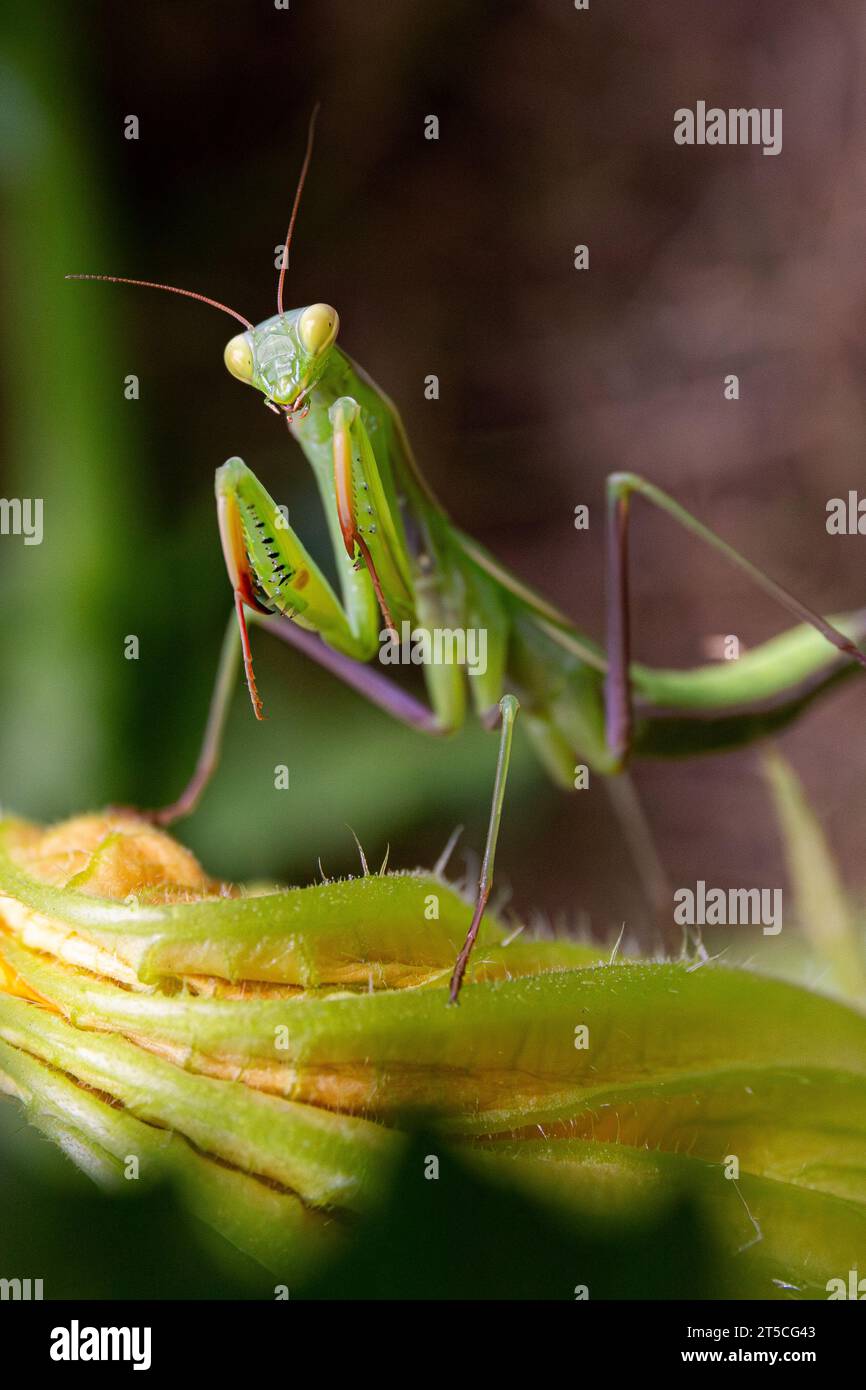 Marco d'une mante européenne errant dans un jardin, grimpant sur des feuilles de plantes Banque D'Images