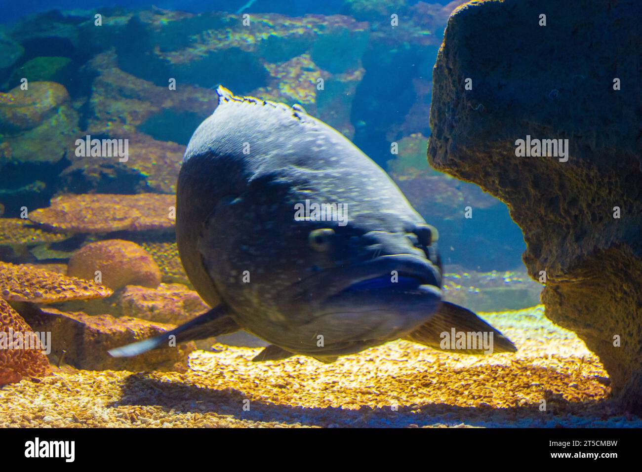 Epinephelus lanceolatus (mérou géant) nageant sous l'eau profonde Banque D'Images