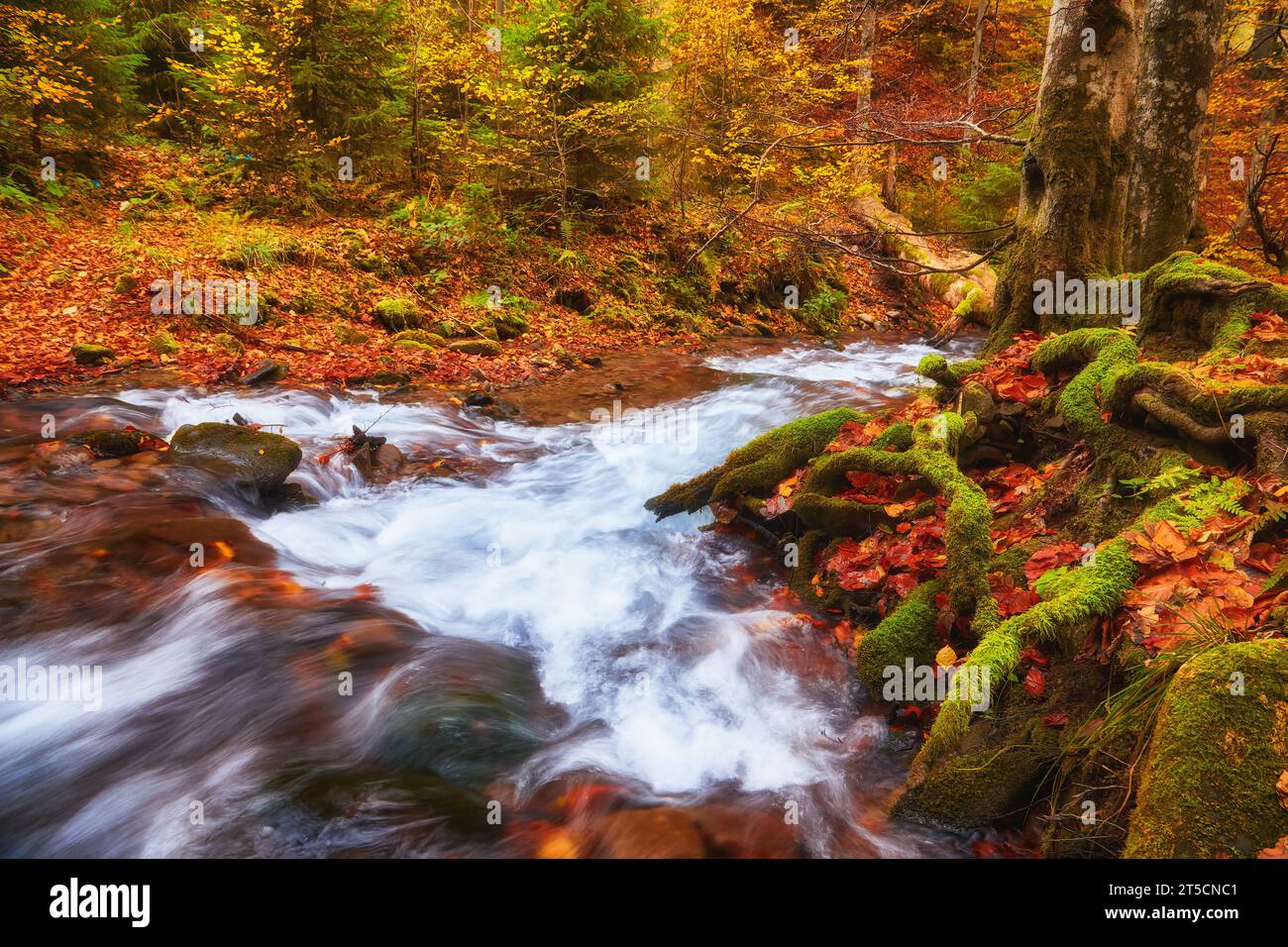 Une étroite rivière de montagne coule rapidement à travers une captivante forêt de hêtres d'automne, créant une scène fascinante. Les couleurs vibrantes de l'automne se reflètent sur t Banque D'Images