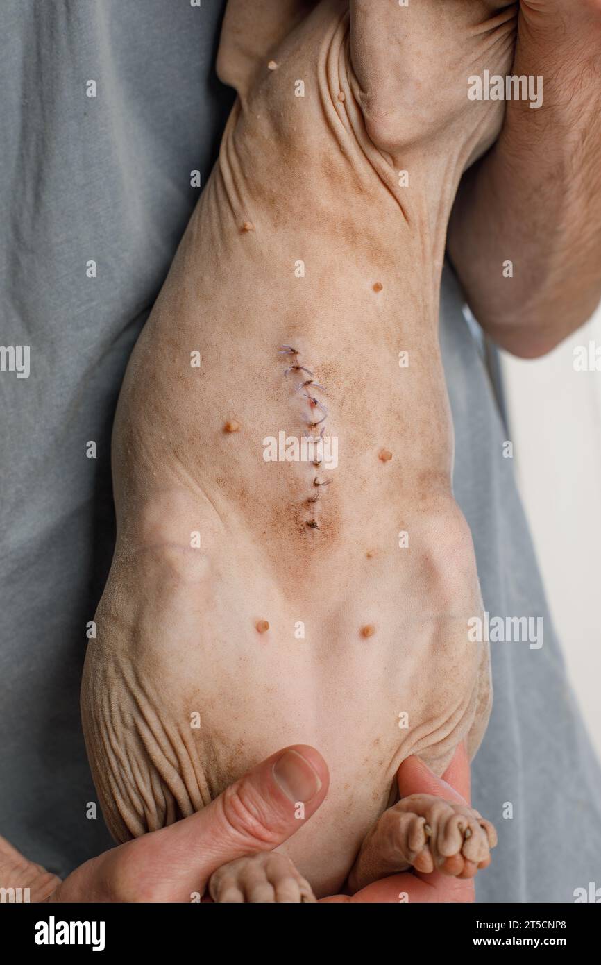 VET tenant un chat avec cicatrice de suture après chirurgie de stérilisation Banque D'Images