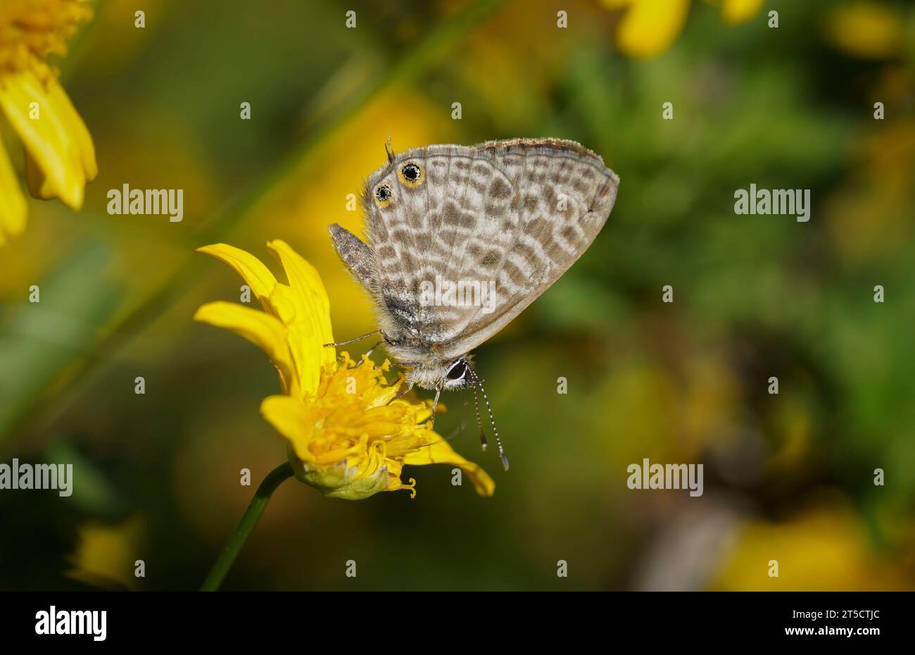 Bleu zèbre commun, bleu à queue courte de lang, Leptotes pirithous, papillon, sur fleur jaune, Espagne. Banque D'Images