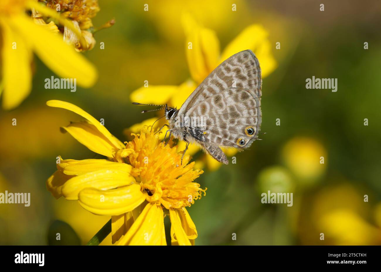 Bleu zèbre commun, bleu à queue courte de lang, Leptotes pirithous, papillon, sur fleur jaune, Espagne. Banque D'Images