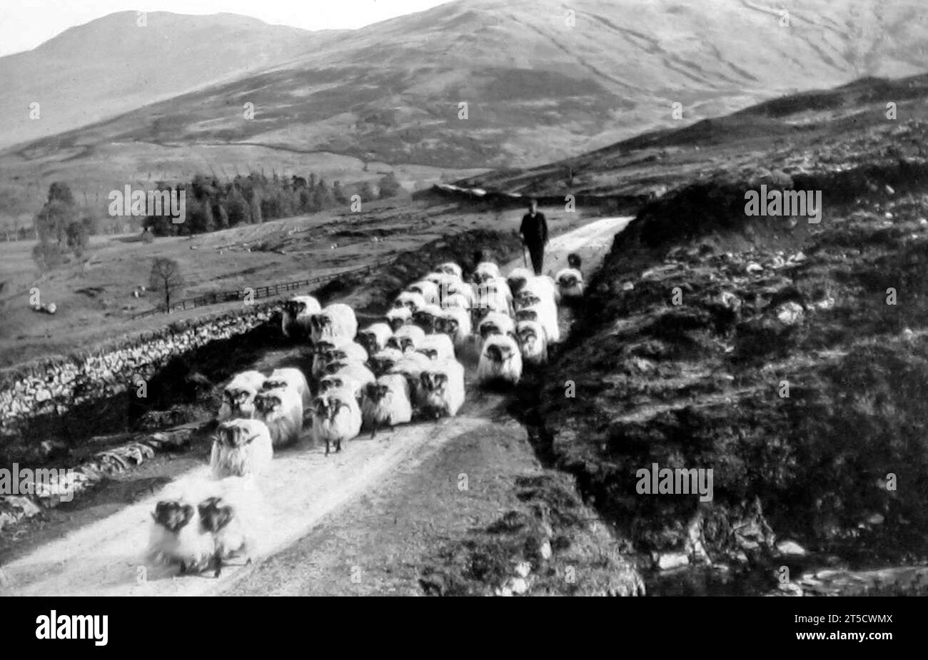 Éleveur de moutons. Glen Buckie près de Stirling, Écosse, début des années 1900 Banque D'Images