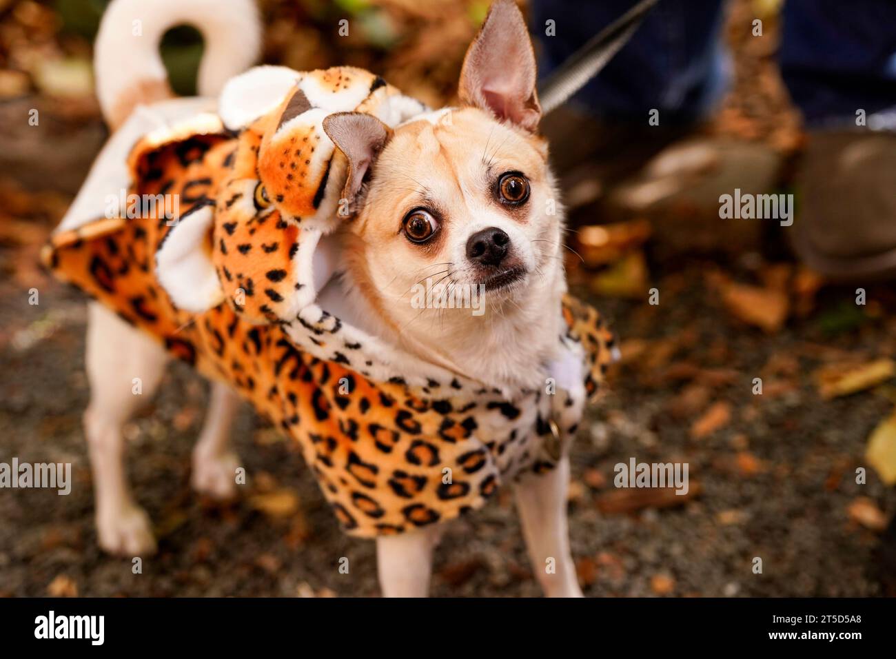 New York, États-Unis. 04 novembre 2023. New York, Etats-Unis 11/4/23 le concours et défilé de costumes de chien Halloween de Tudor City, qui s'est tenu dans le Nord par de Tudor City à New York, le samedi 4 novembre 2023. Crédit : Jennifer Graylock/Alamy Live News Banque D'Images