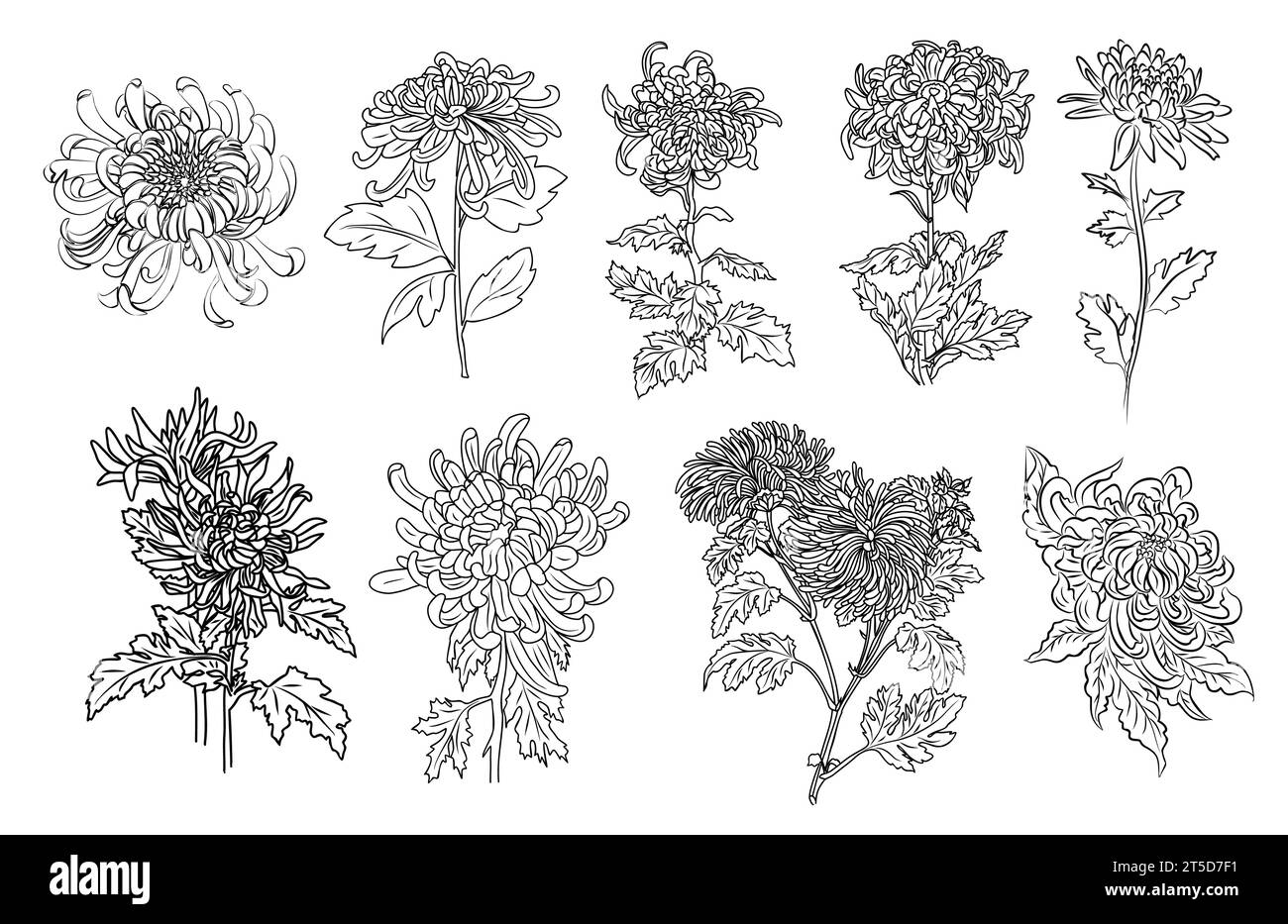 Ensemble de fleurs du mois de naissance de Chrysanthème novembre. Illustration de Vecteur
