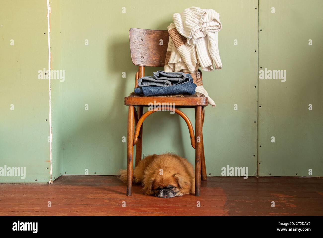 Les pulls et jeans des femmes reposent sur une vieille chaise en bois, et un chien pékinois se trouve sous la chaise dans un appartement vide sans rénovation, mode et Banque D'Images