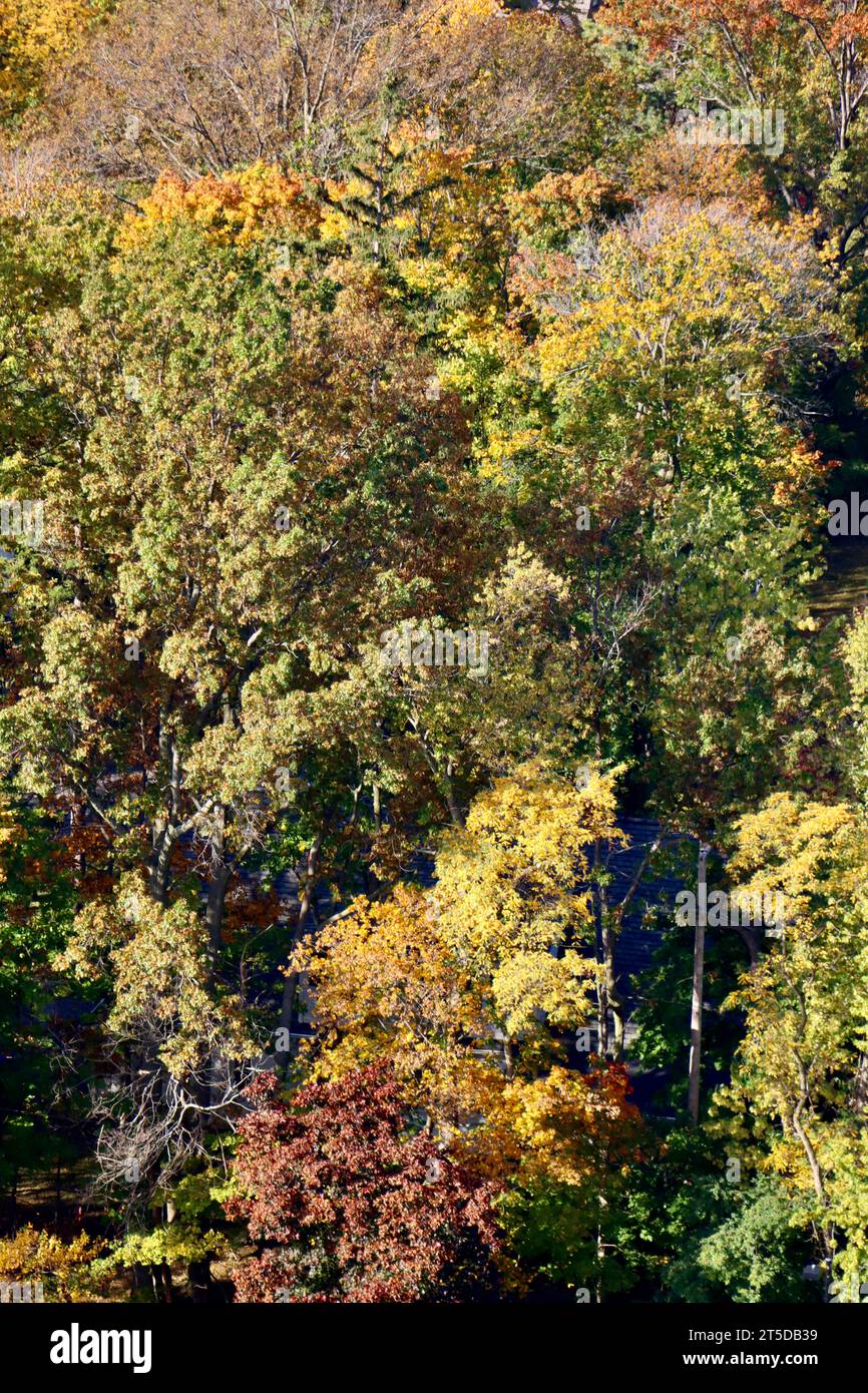 Cimes d'arbres aux couleurs d'automne à Lakewood, Ohio, octobre 2023 Banque D'Images
