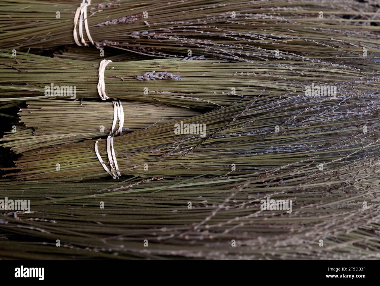 Gros plan de lavande sèche. Banque D'Images