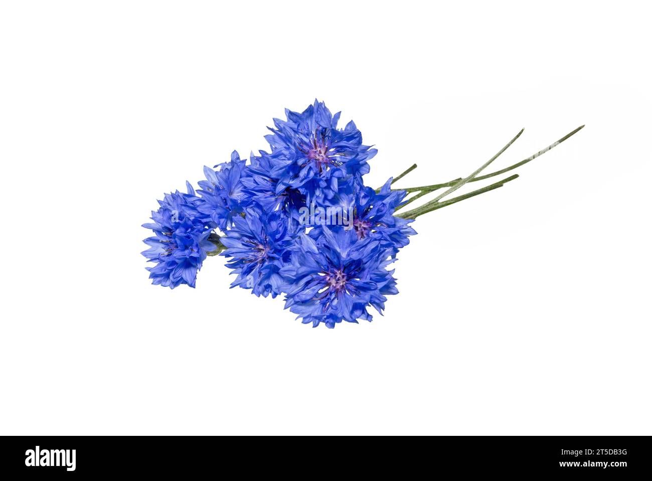 Gros plan du bouquet bleu fleur de bleuet isolé sur fond blanc. Fleur de maïs bleue ou fleur de bouton de Bachelor. Macro image de bleuets Banque D'Images